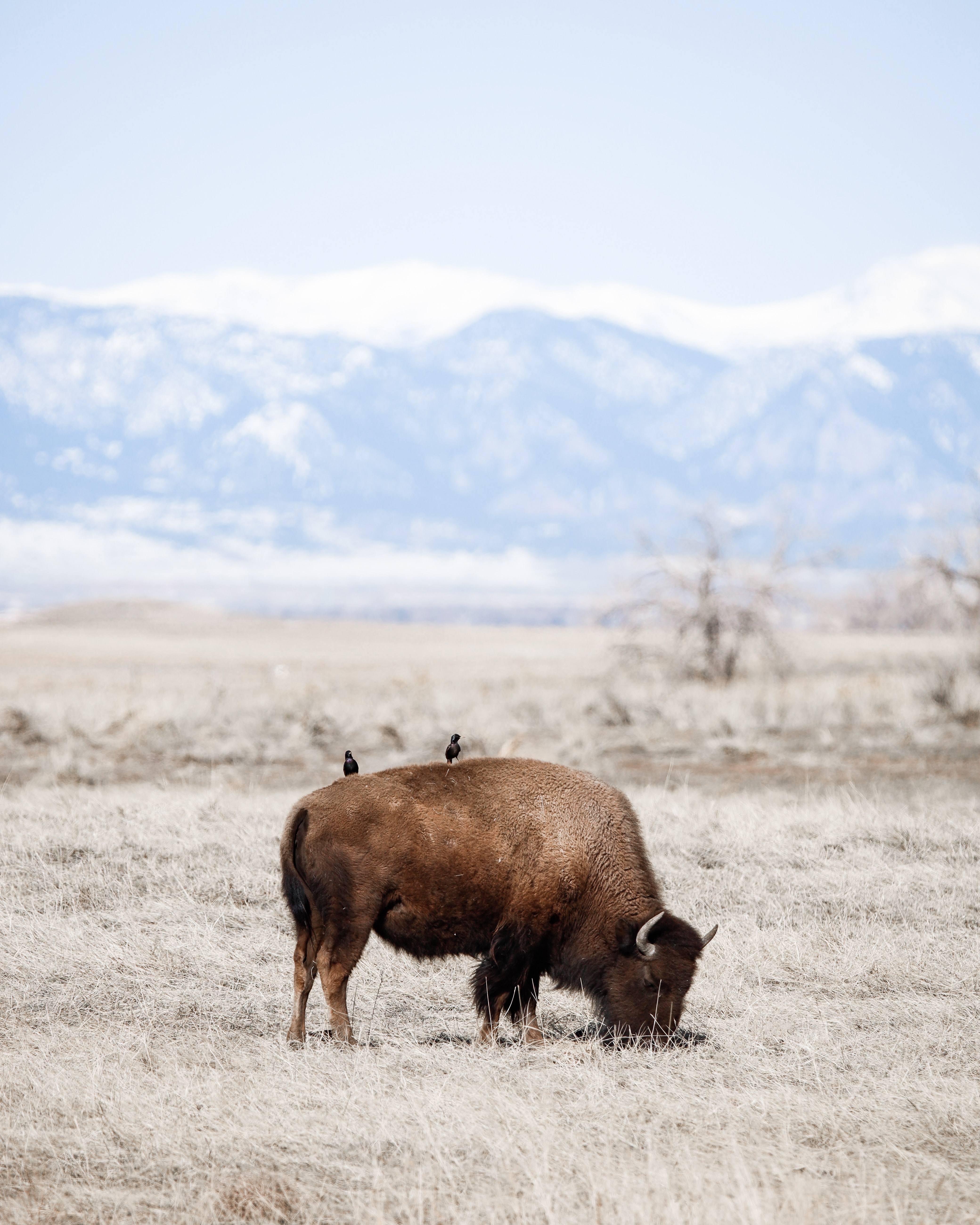 American Bison Grazing Outdoors · Free