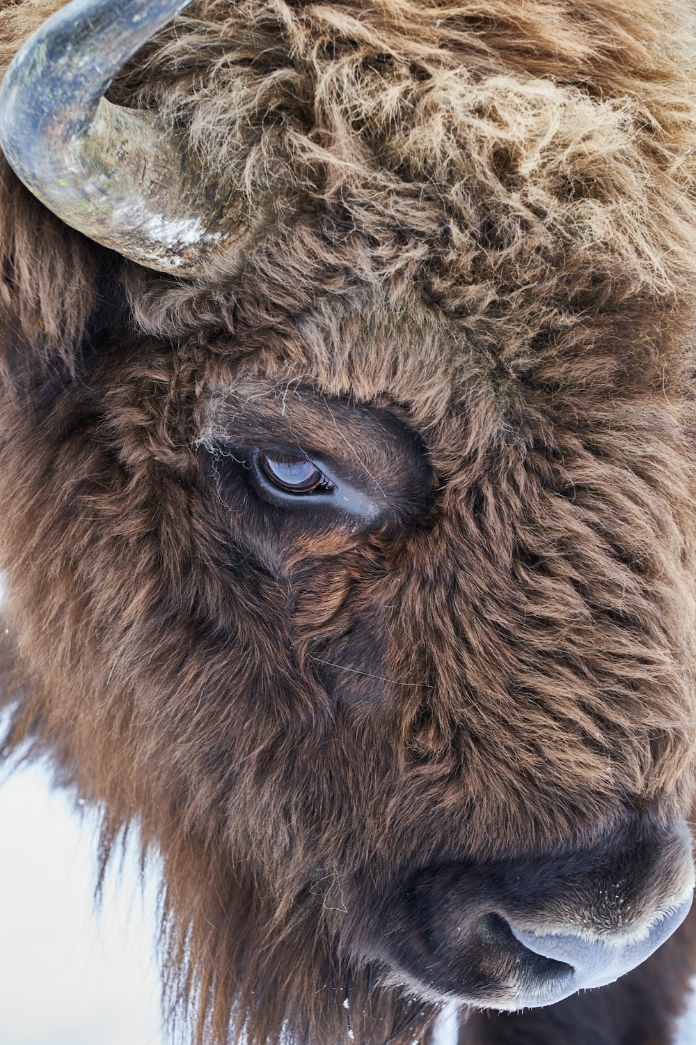 Bison Picture. Download Free Image