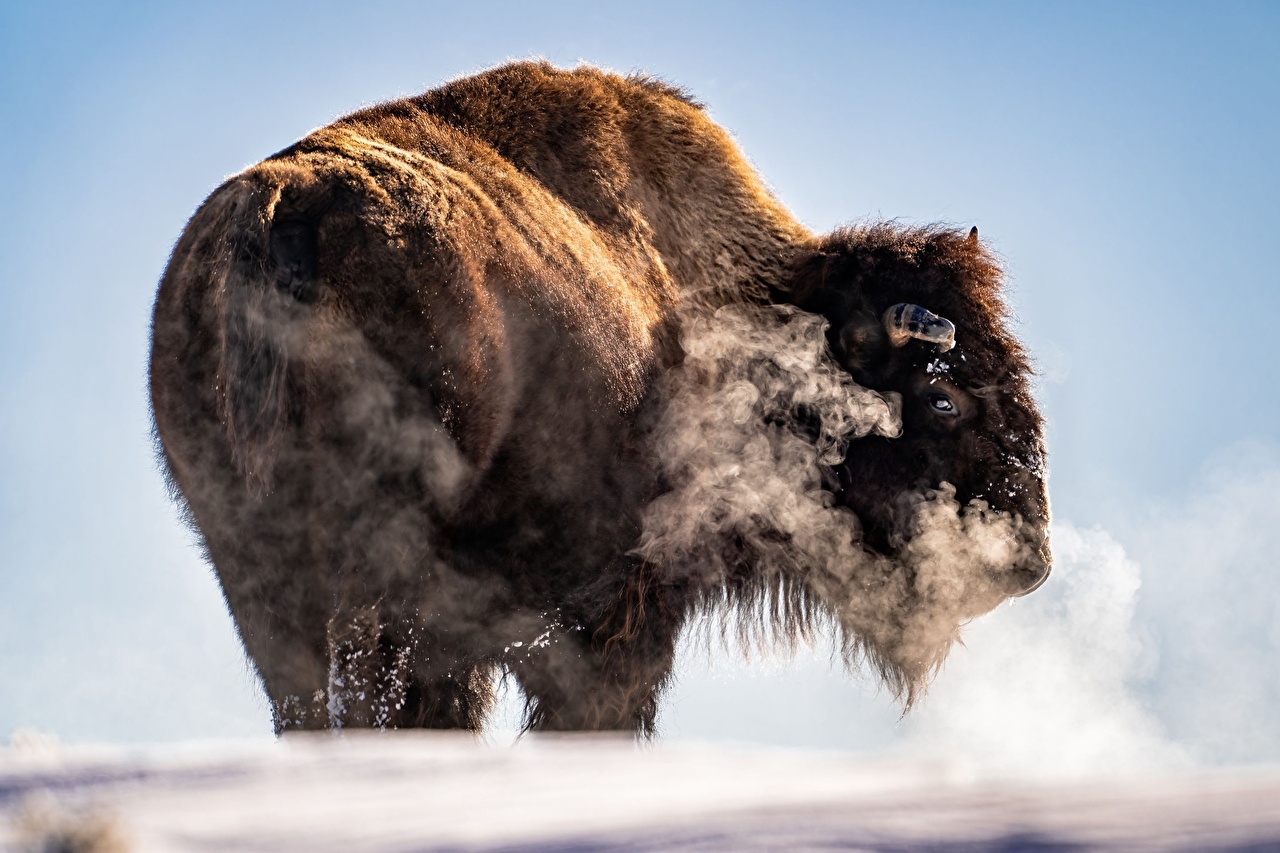 Photos American bison frozen hill Vapor animal