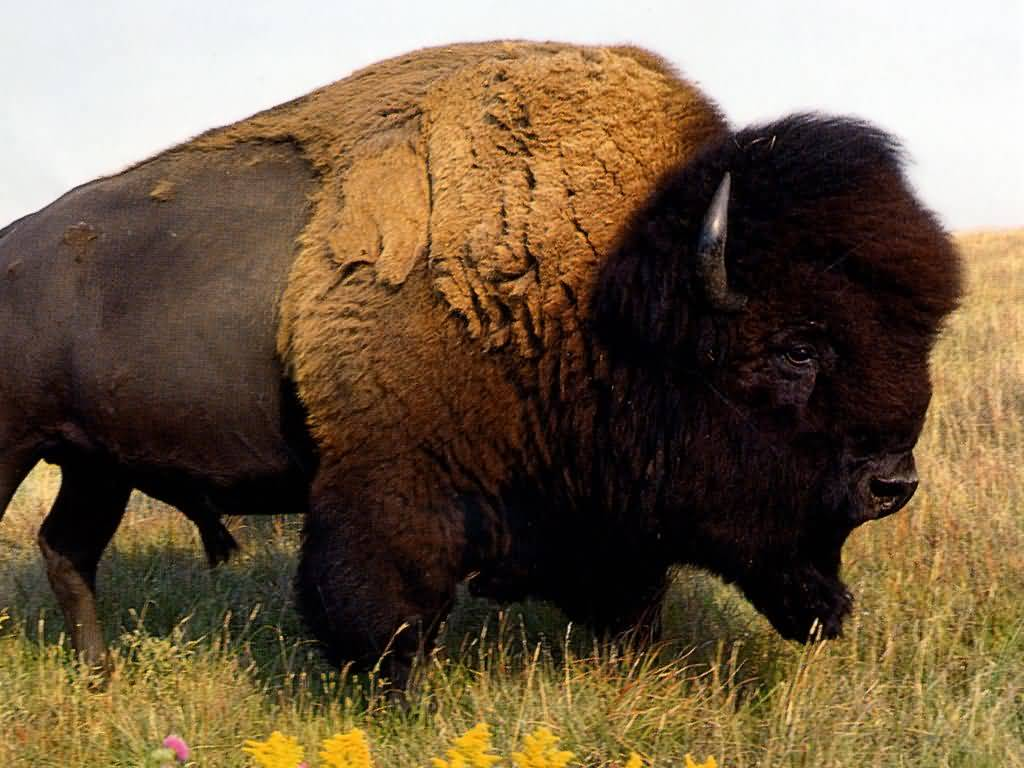 Bison Picture