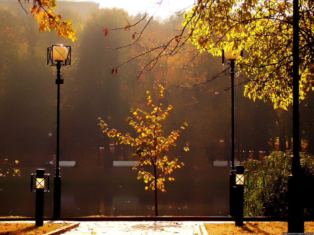 Garden, Yellow, Autumn wallpaper. FREE Download background