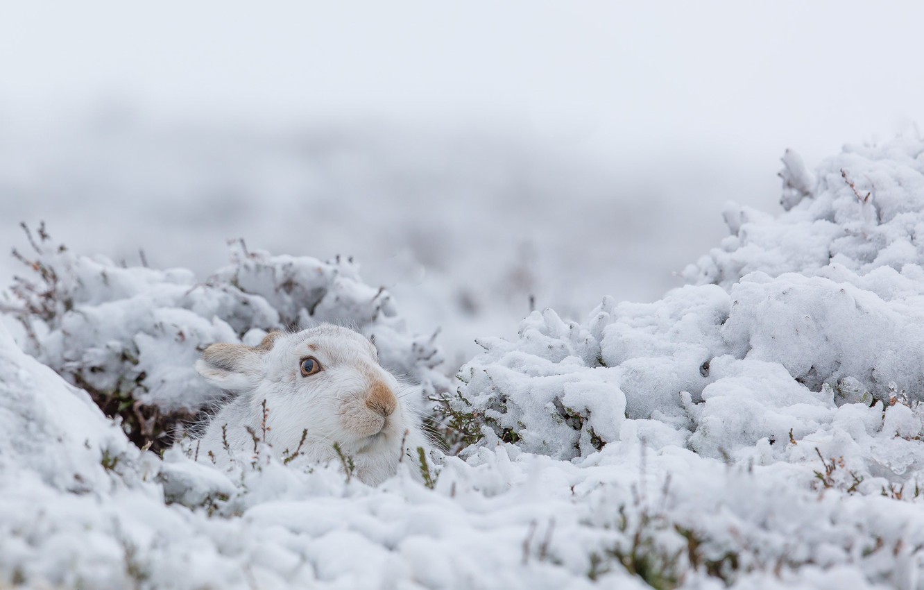 Wallpaper winter, snow, nature, rabbit image for desktop, section животные