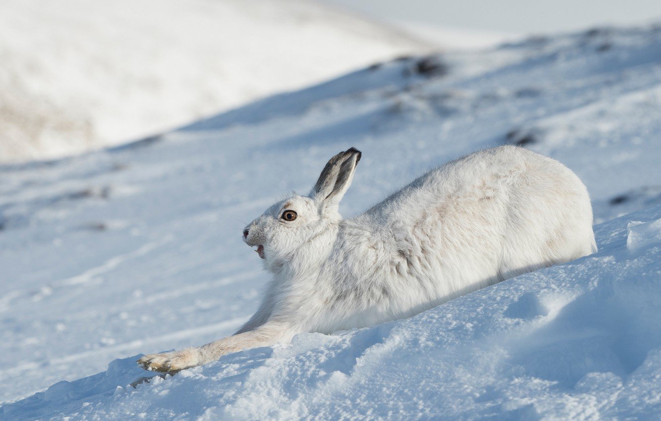 Wallpaper winter, face, snow, hare, running, profile, Bunny image for desktop, section животные