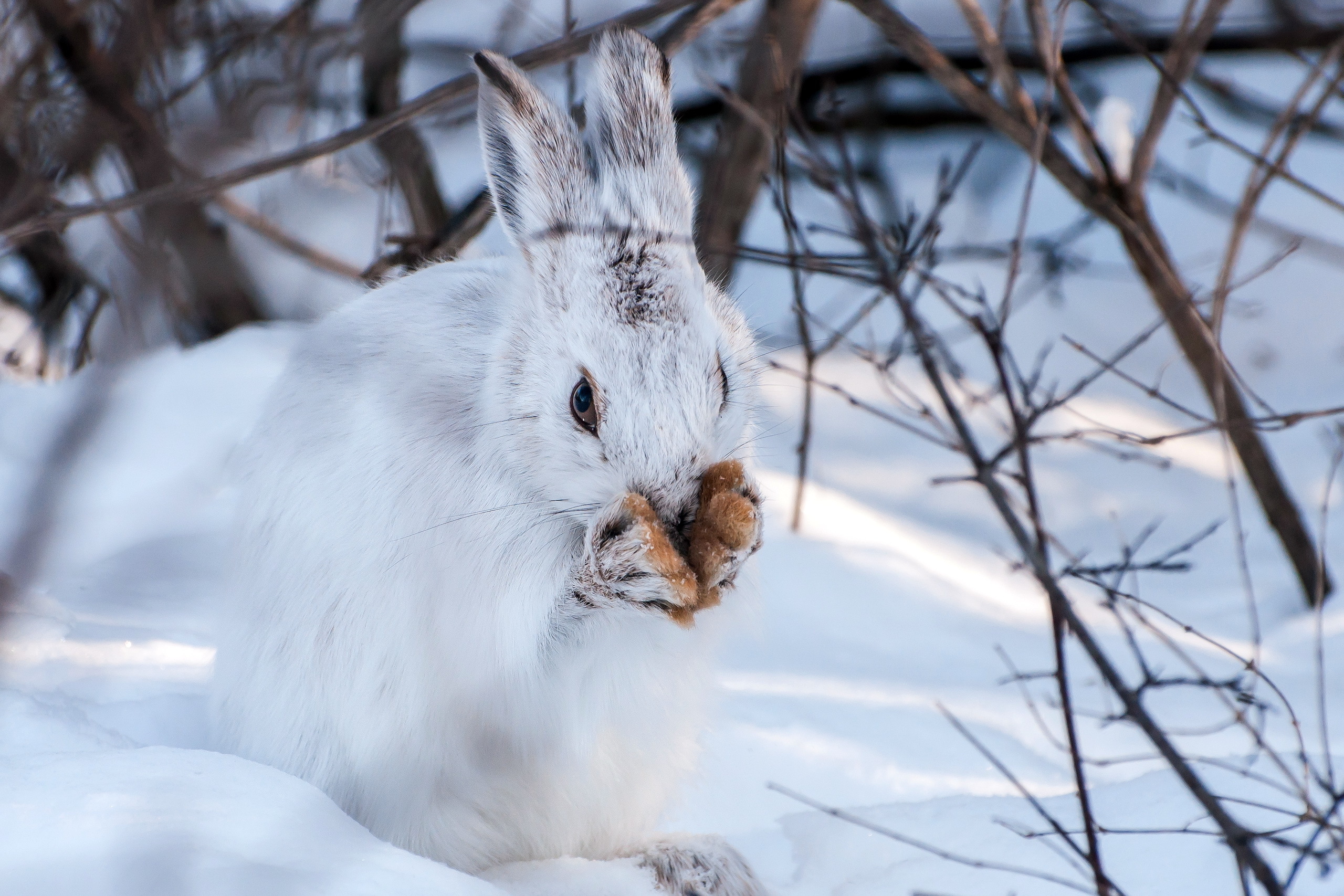 winter, Snow, Rabbits, Animals Wallpaper HD / Desktop and Mobile Background