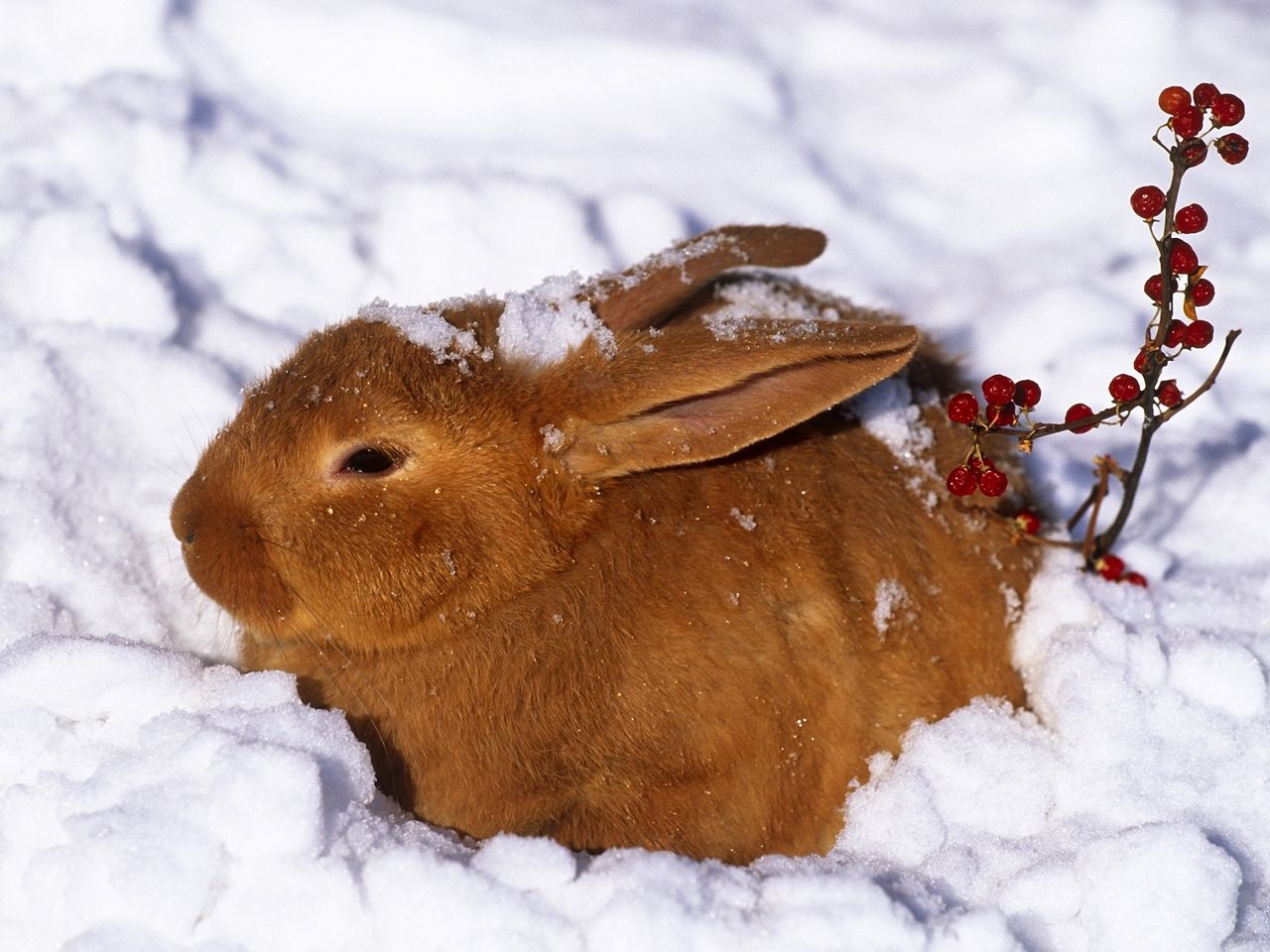 Download wallpaper 1280x960 winter, hare, rabbit, snow, berries, red standard 4:3 HD background