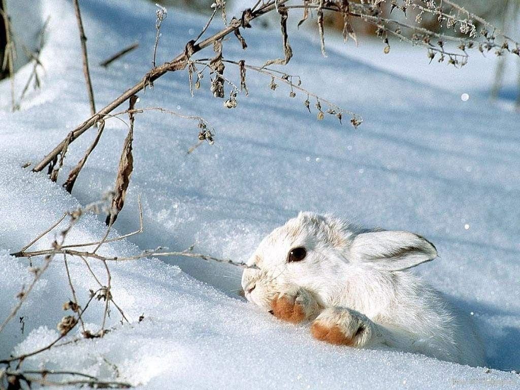 Snow Bunny. Snow Bunny Animals Wallpaper fanclubs. Snow animals, Wild animal wallpaper, Winter animals