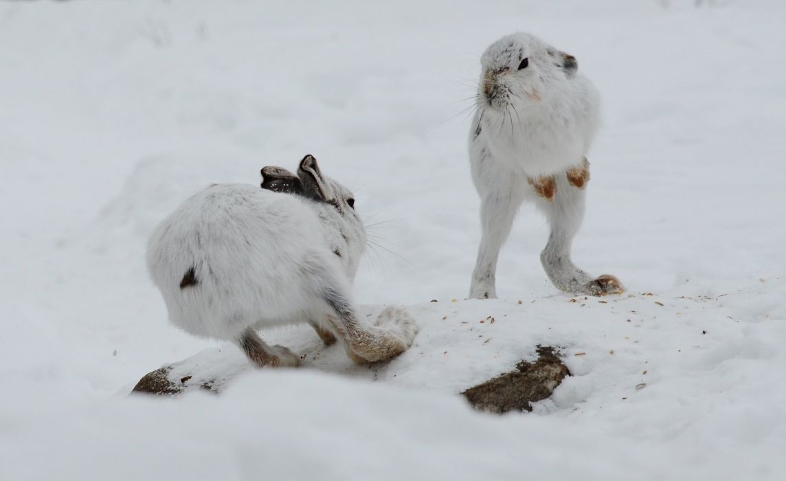 Winter snow rabbit hare wallpaperx1253
