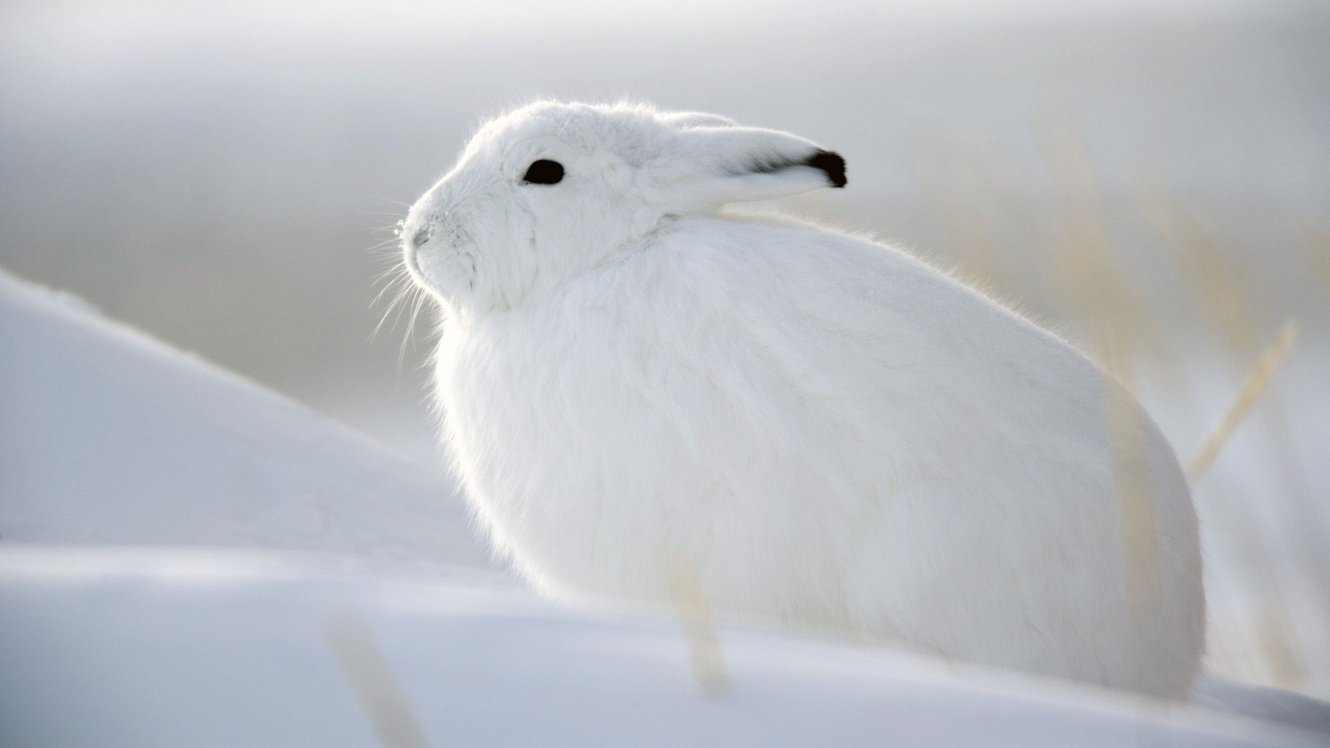 Snow Bunny, High Definition, High Quality, Widescreen. Кролик, Обои с животными, Заяц