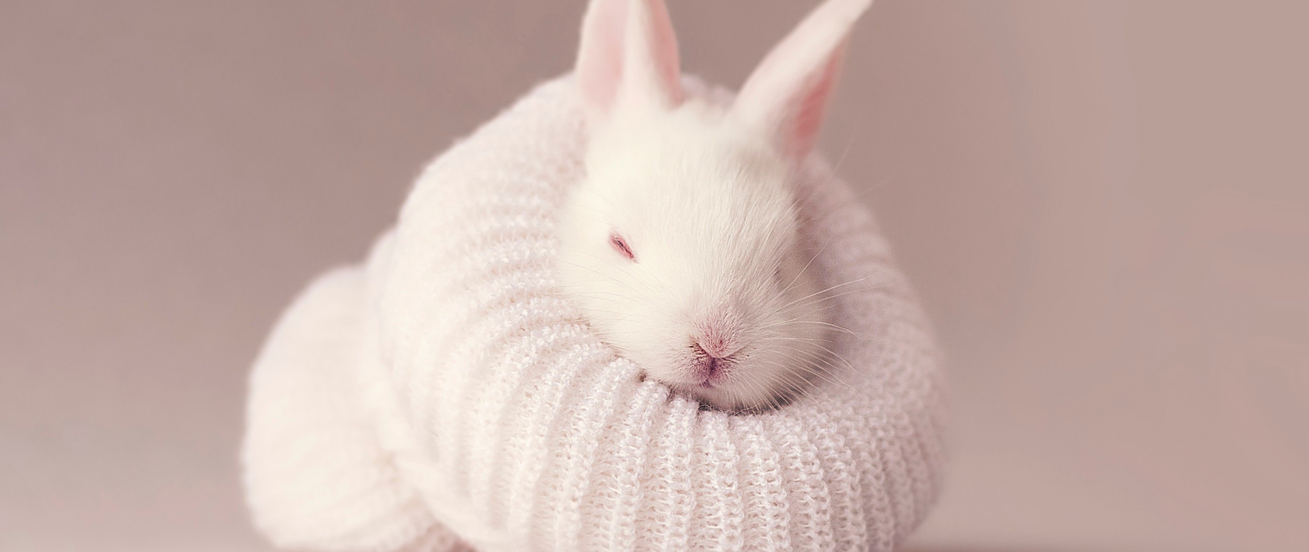 White rabbit Wallpaper 4K, Newborn, Baby bunny, Animals