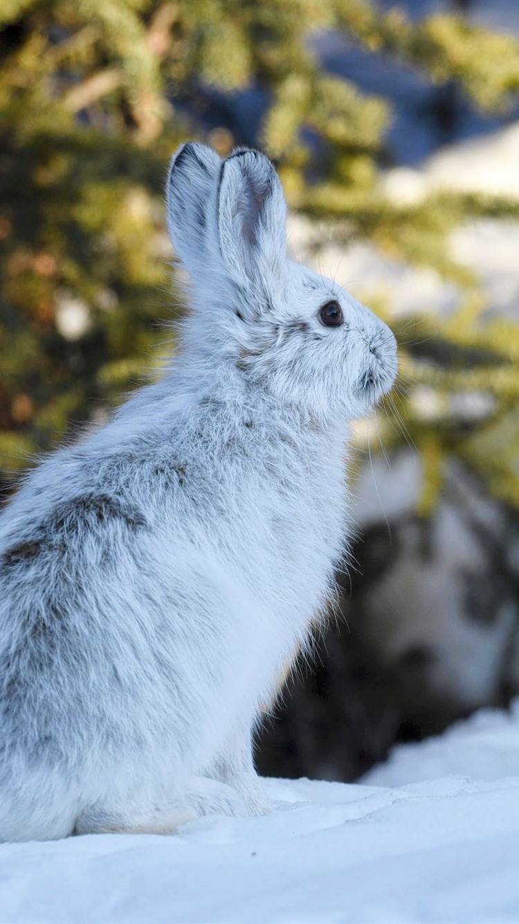 Hare, Snow, Winter 750x1334 IPhone 8 7 6 6S Wallpaper, Background, Picture, Image