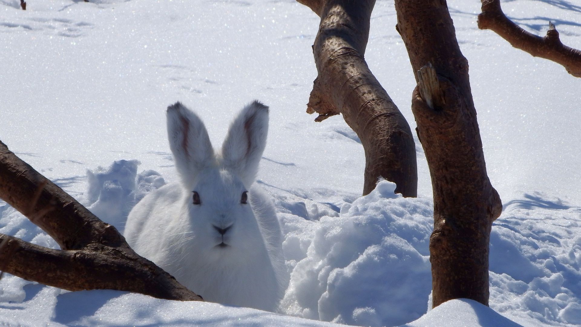Desktop Wallpaper Winter, Snow, White, Hare, Cute, Animal, HD Image, Picture, Background, Cb183e