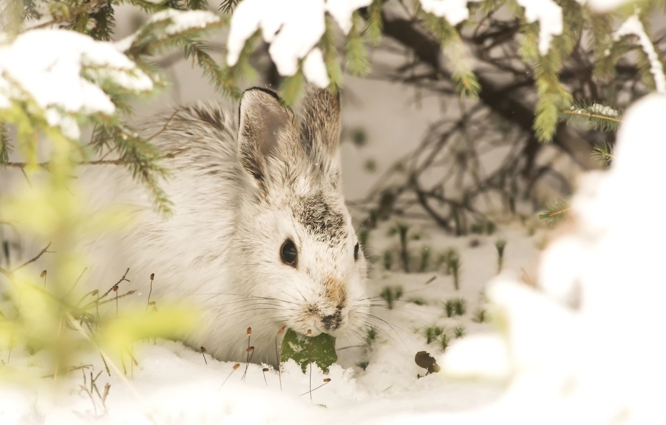Wallpaper winter, snow, rabbit image for desktop, section животные
