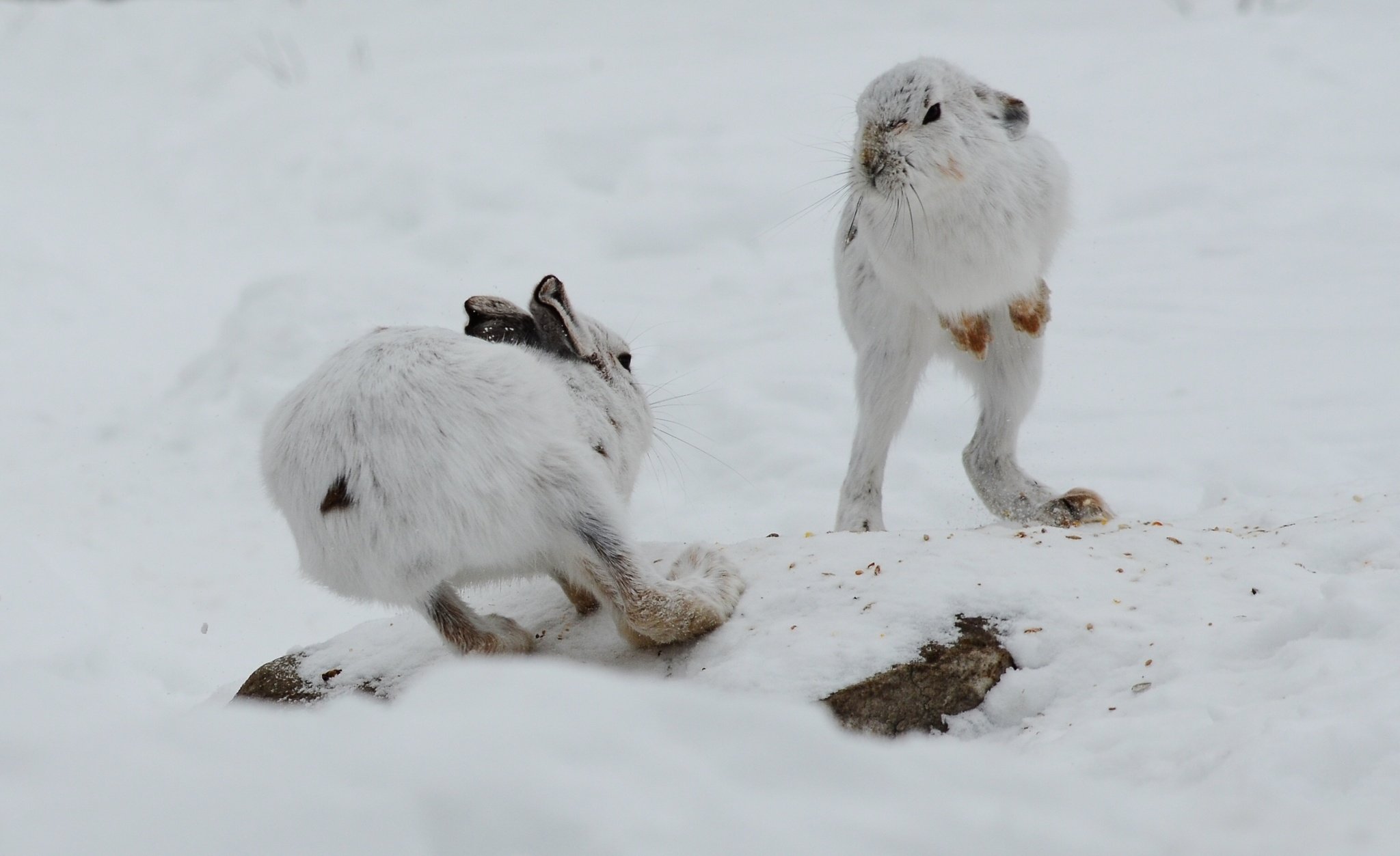 winter, Snow, Rabbit, Hare Wallpaper HD / Desktop and Mobile Background