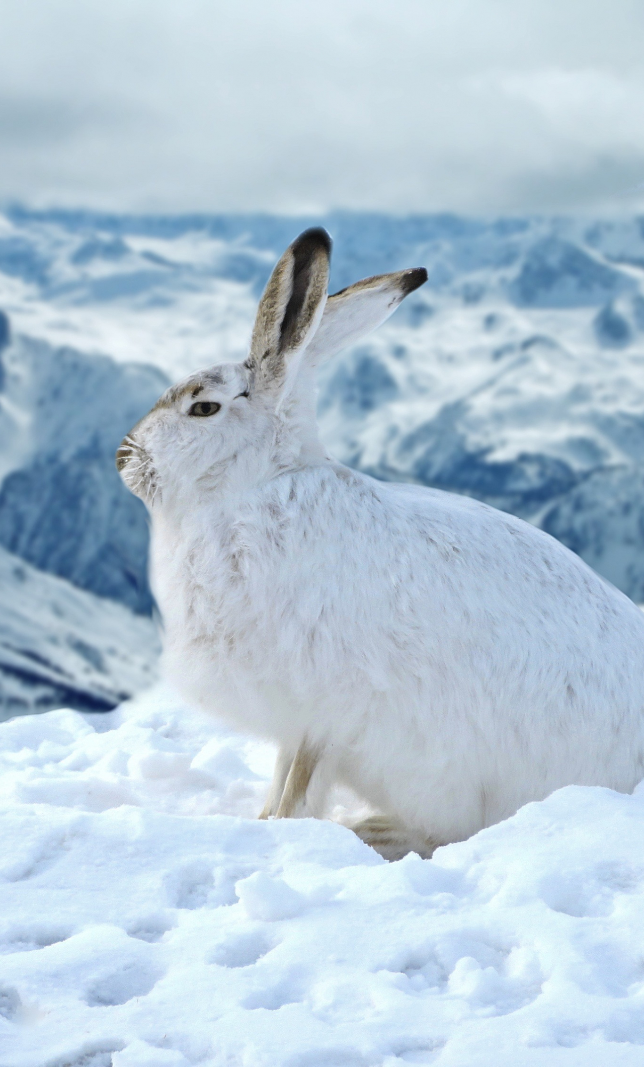Download bunny, rabbit, animal, winter, outdoor 1280x2120 wallpaper, iphone 6 plus, 1280x2120 HD image, background, 2119