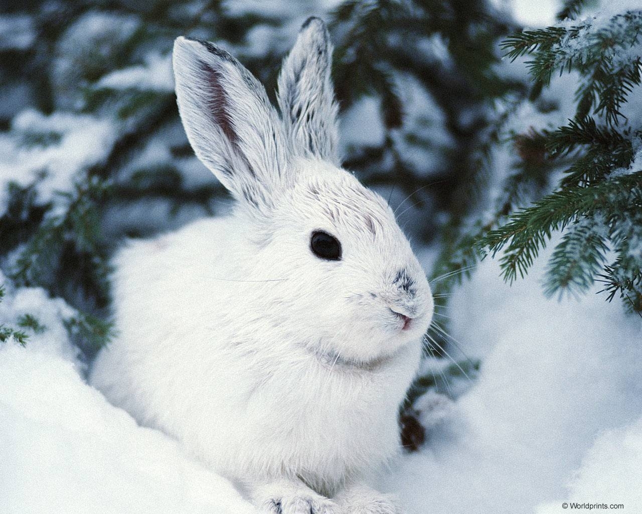 Mobile wallpaper: Rabbits, Animals, Winter, 114 download the picture for free