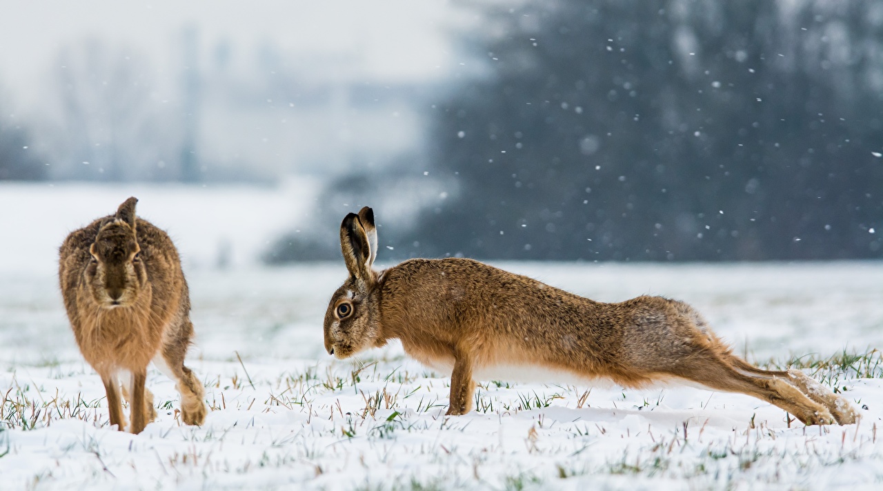 image Hares Press Up Two Snow Animals