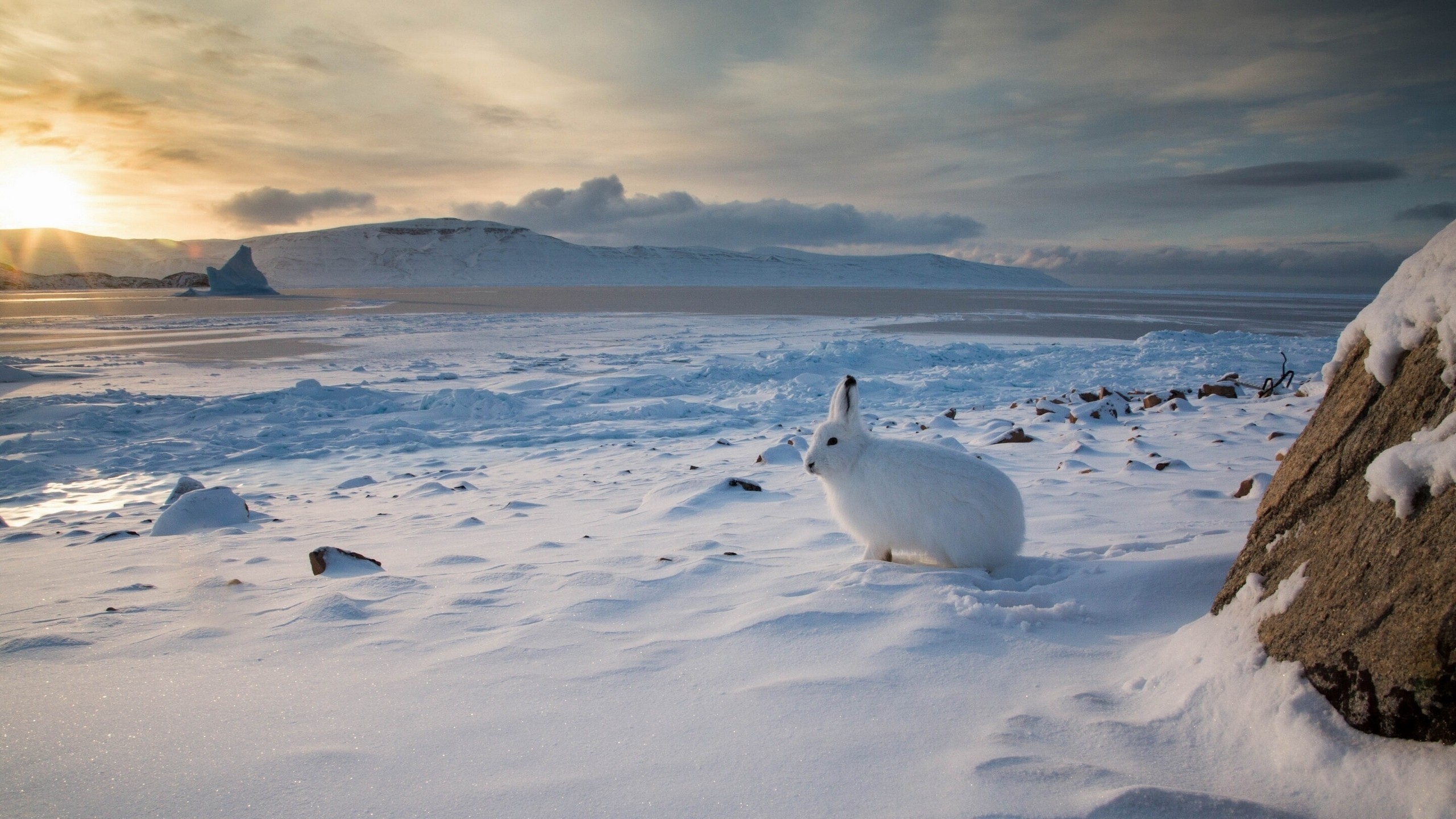 winter, Nature, Landscape, Animals, Rabbits Wallpaper HD / Desktop and Mobile Background