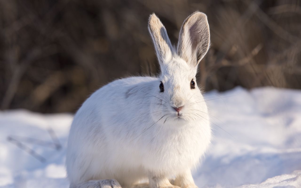 Download wallpaper 1280x800 rabbit, animal, white, snow, winter widescreen 16:10 HD background