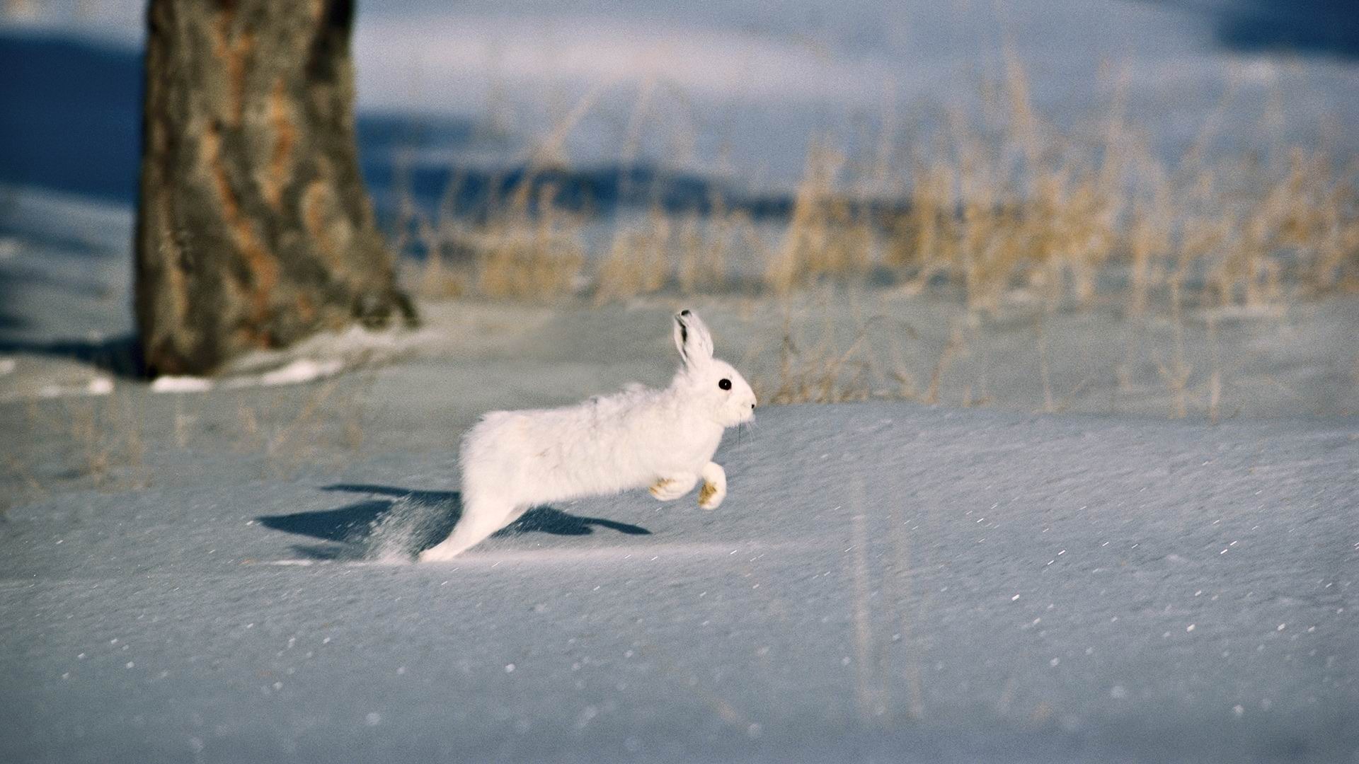 snow trees rodent fur coat rabbit