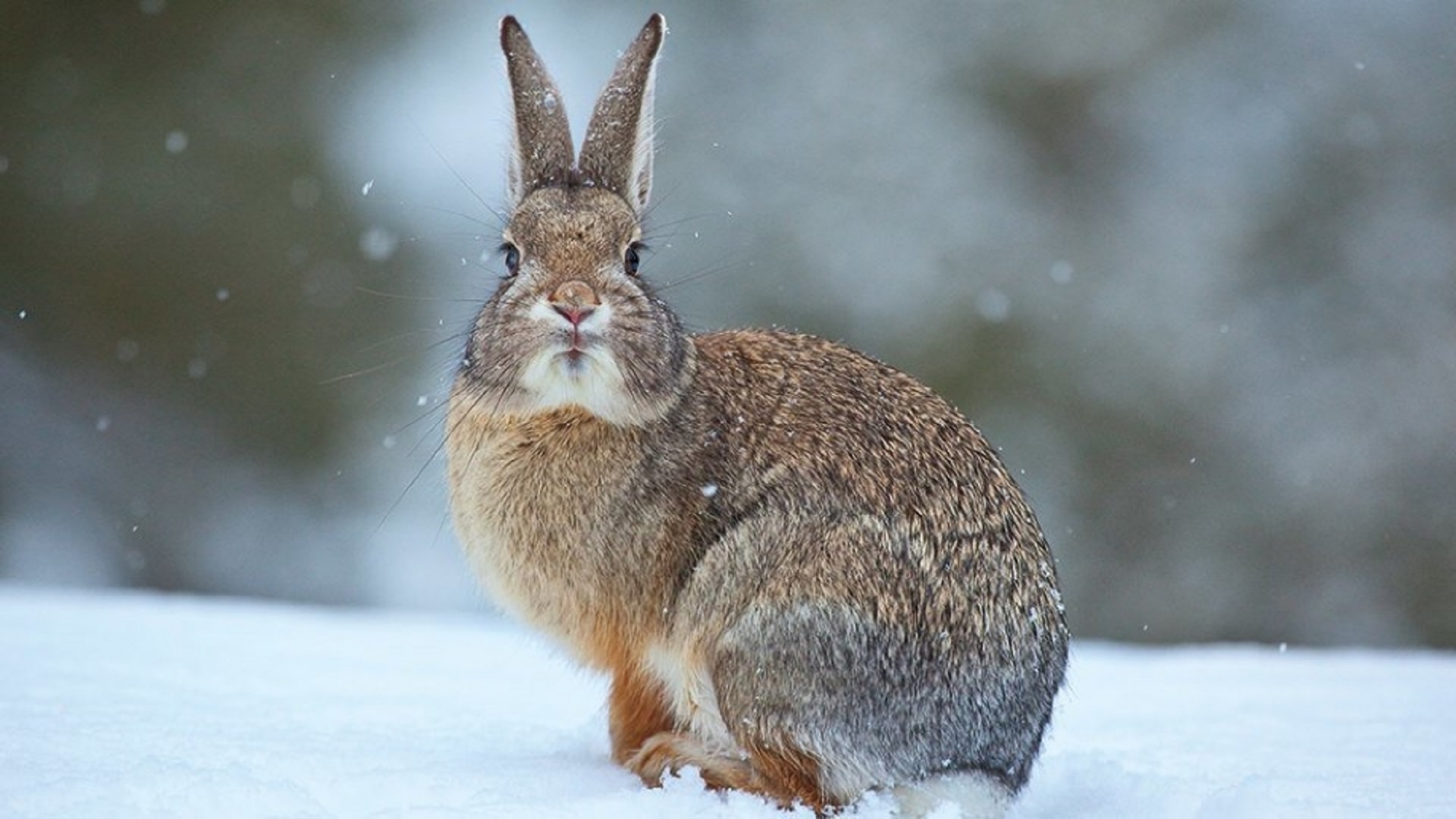 What's up, doc? How rabbits endure harsh winters