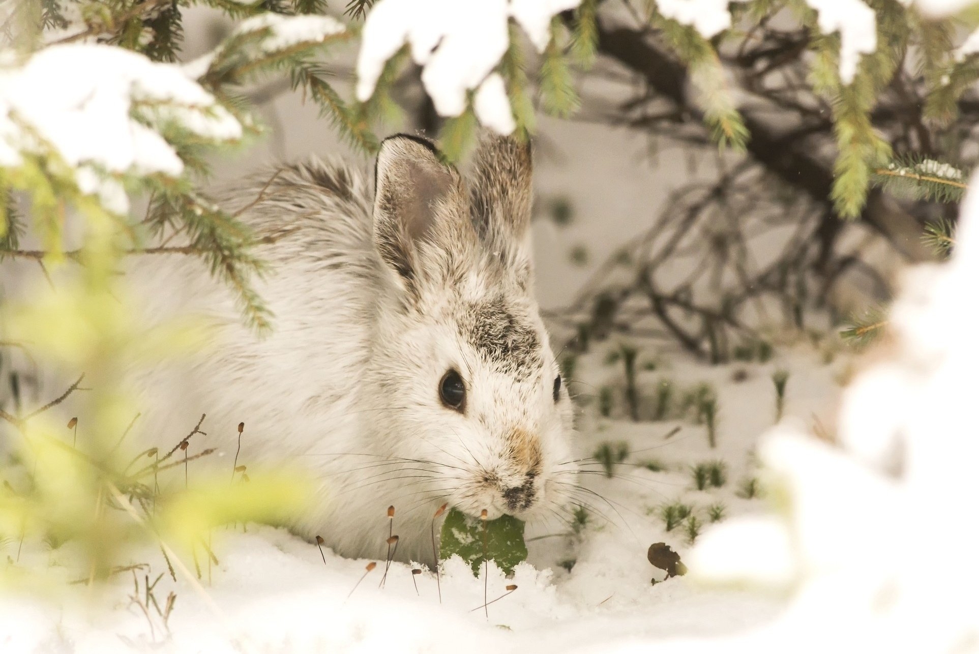 Download 1366x768 Rabbit, Hare, Snow, Winter, Wildlife, Bunny Wallpaper for Laptop, Notebook
