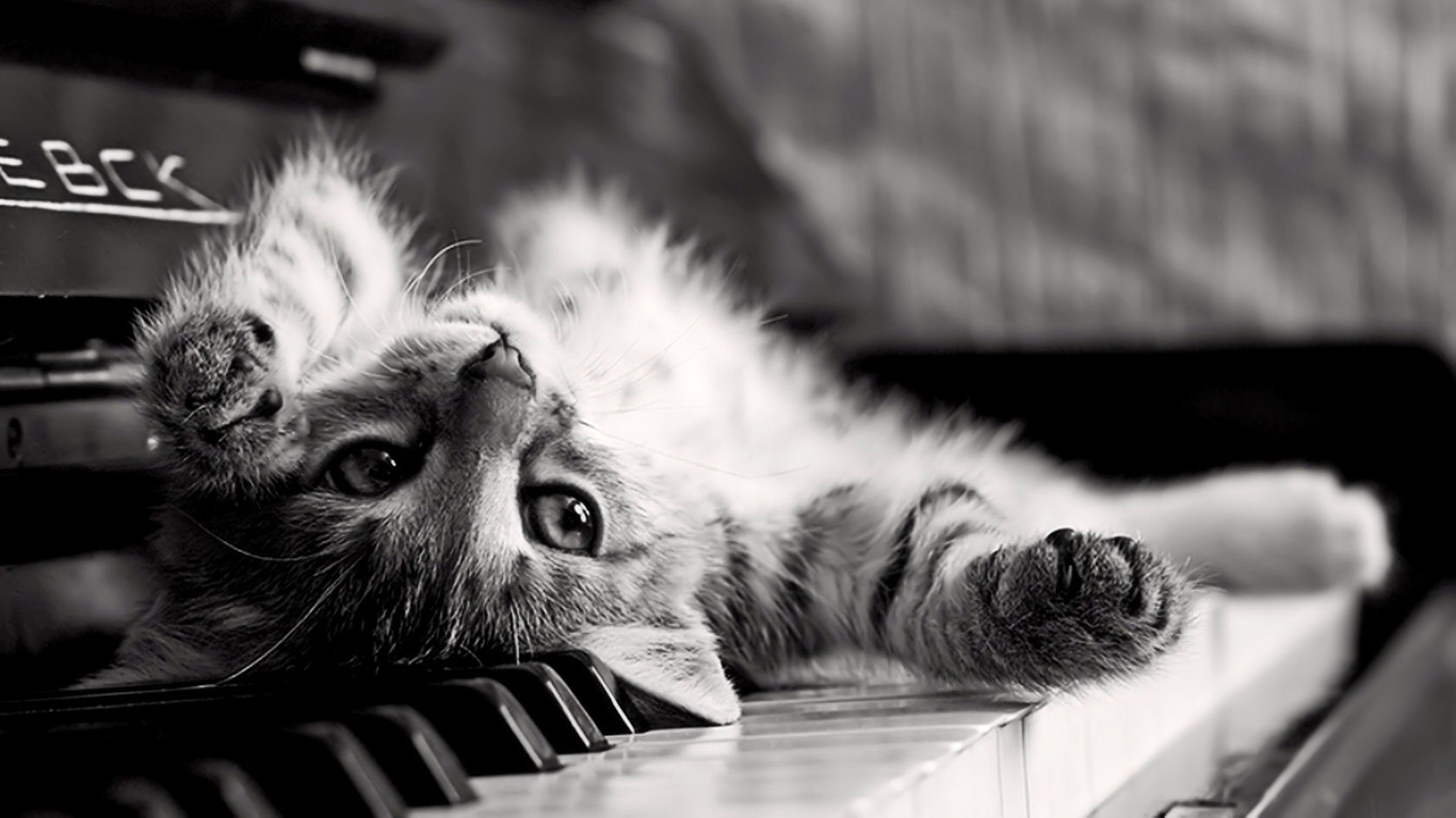 Cute Cat On The Piano Wallpaper Full HD