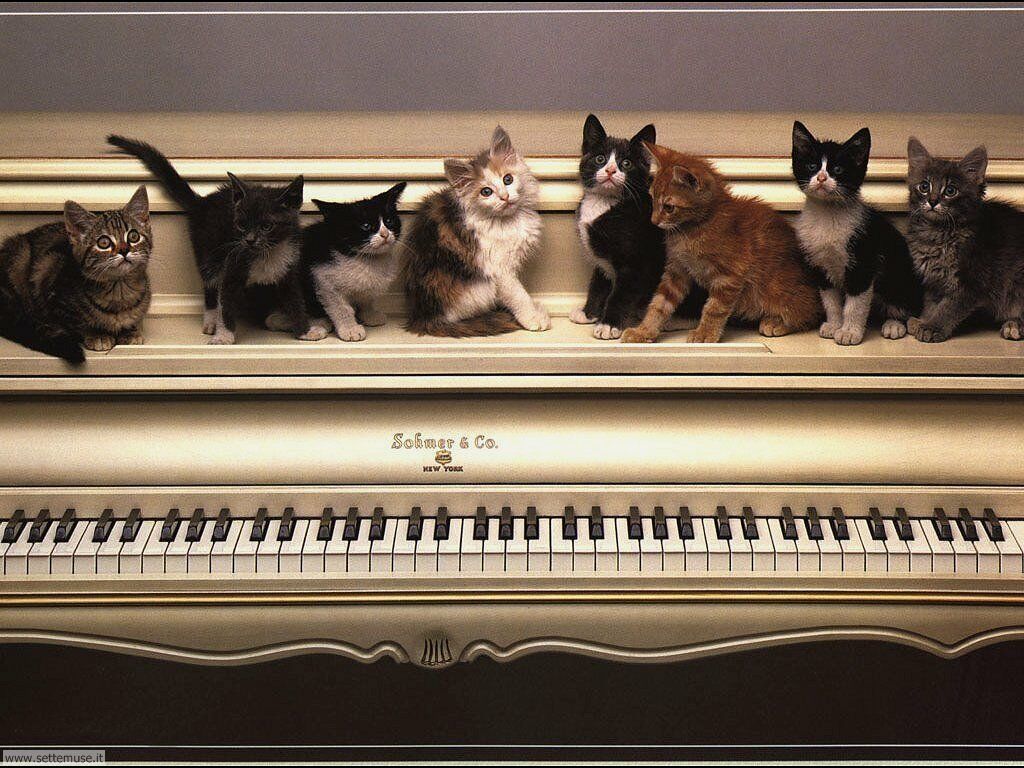Piano Cat Wallpaper