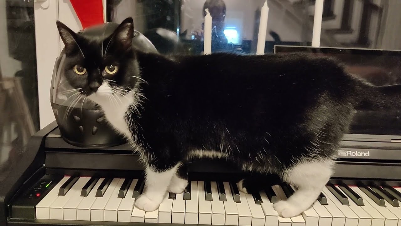 talented cat plays horror music on piano