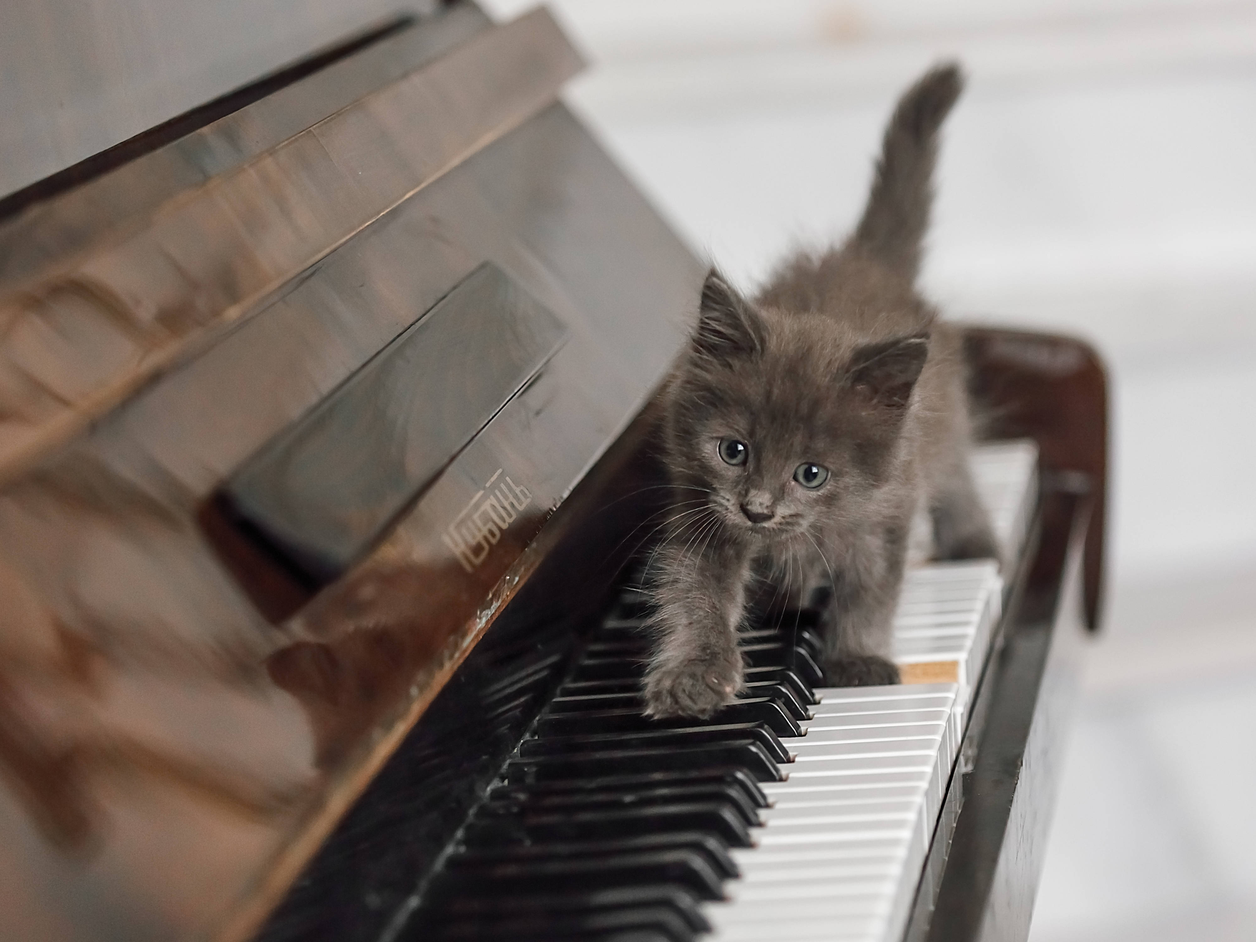 Calm music for pets: 10 soothing classical pieces