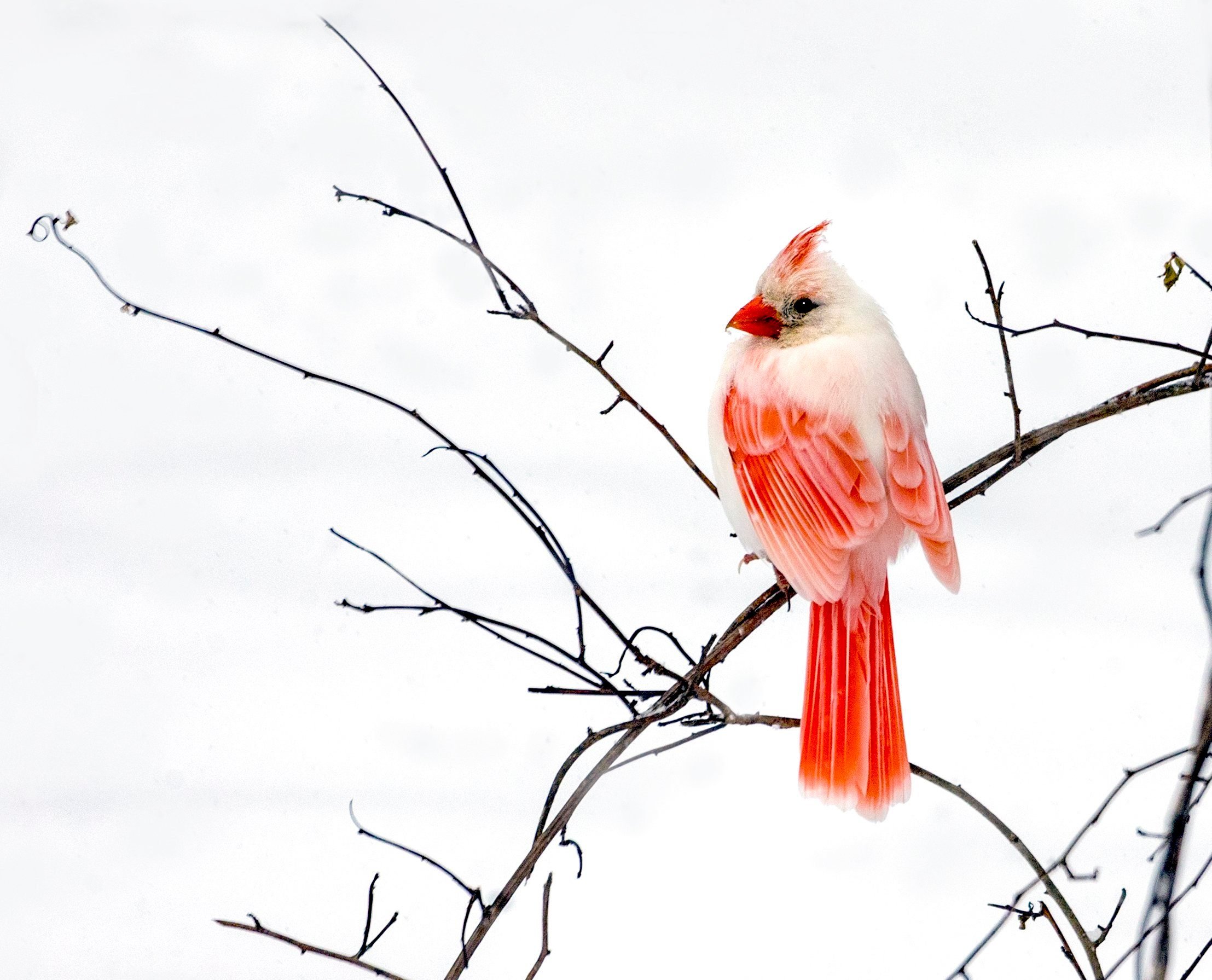 Photo of White Cardinals and Leucistic Birds and Blooms