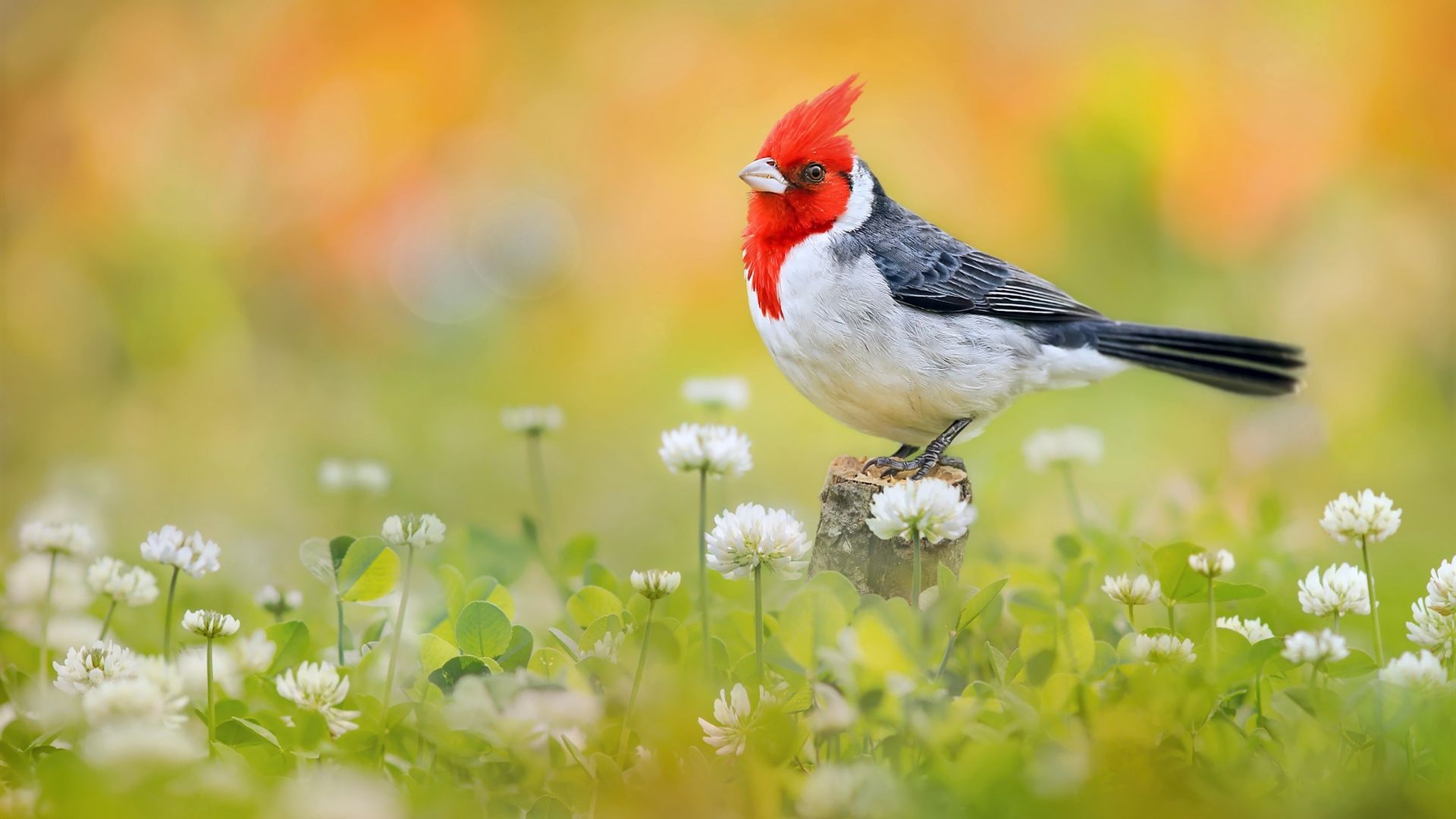 Desktop Wallpaper Red Crested Cardinal, Cardinal, Bird, Meadow, HD Image, Picture, Background, Kgznpq
