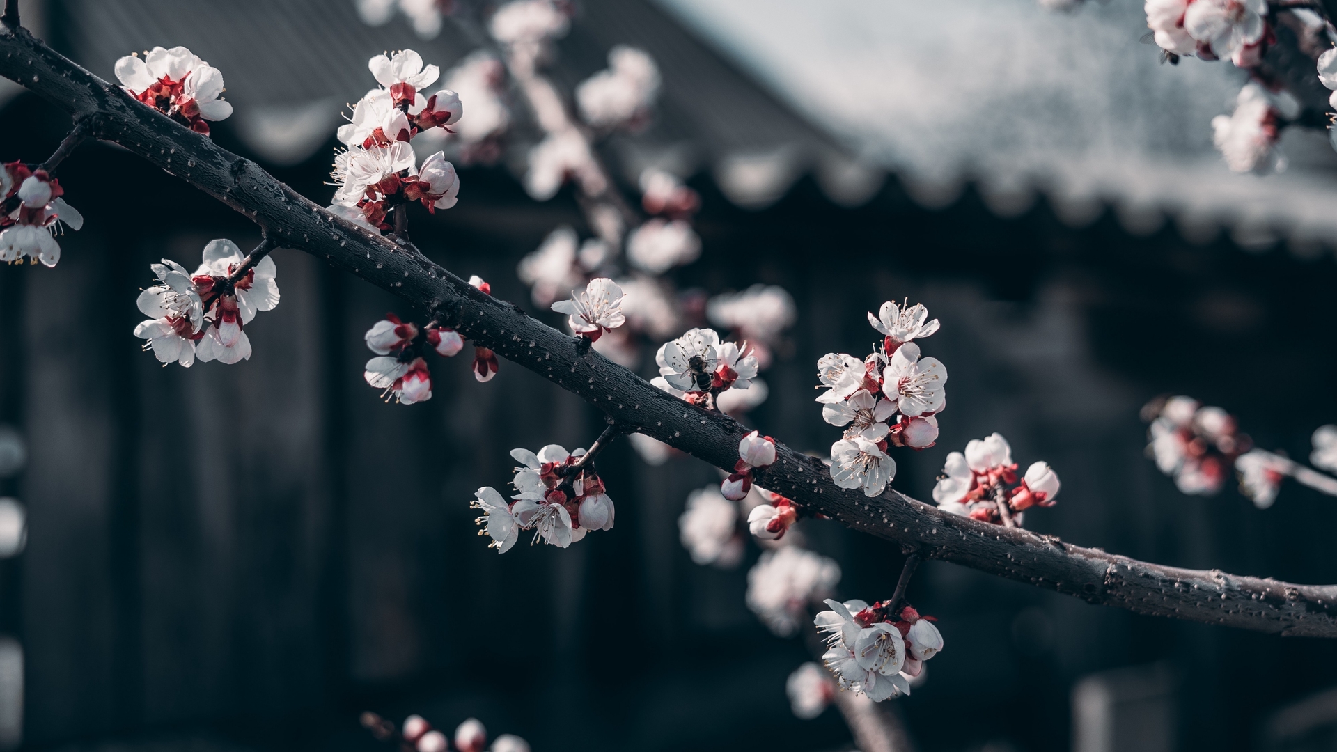 white sakura