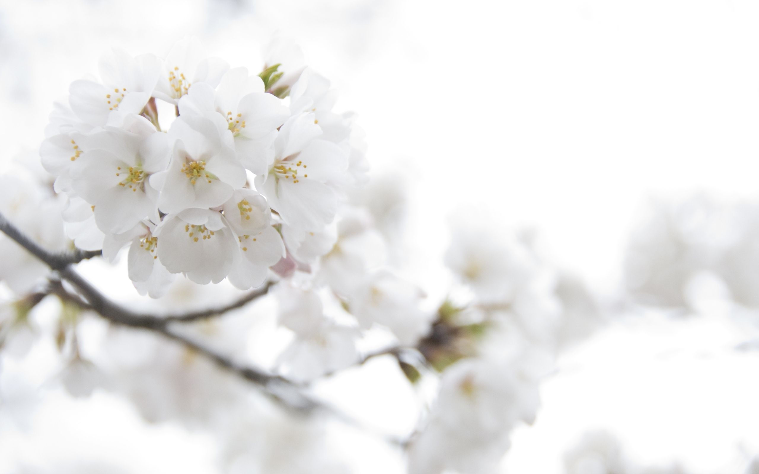 Cherry Blossom White Wallpaper Free Cherry Blossom White Background