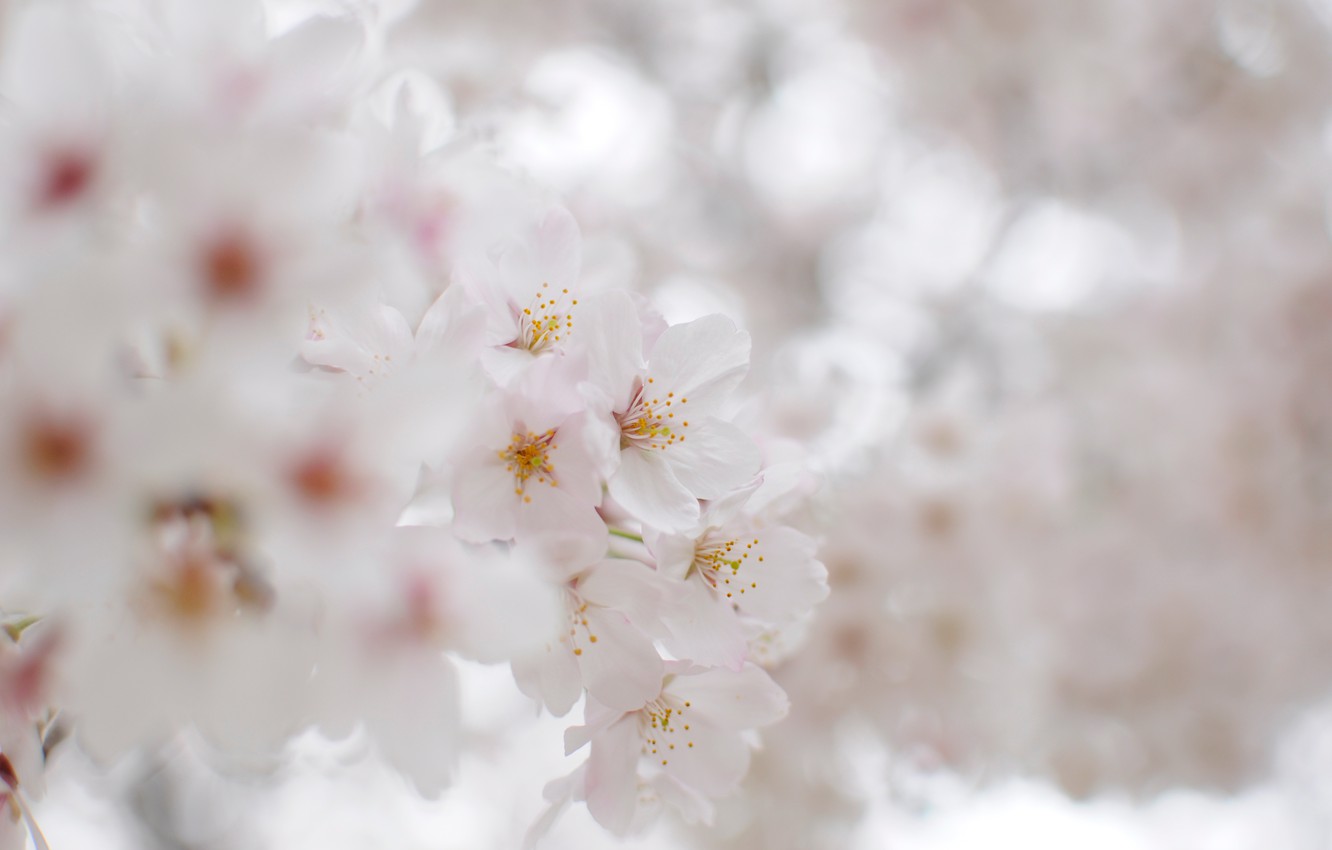 Wallpaper light, flowers, nature, branch, tenderness, branch, petals, blur, Sakura, white, flowering, white image for desktop, section цветы
