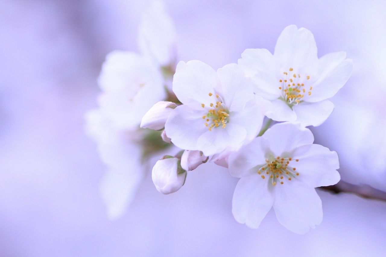 Wallpaper Closeup White Sakura Nature Flowers Image Download. Flores, Sakura, Sakura cerezo