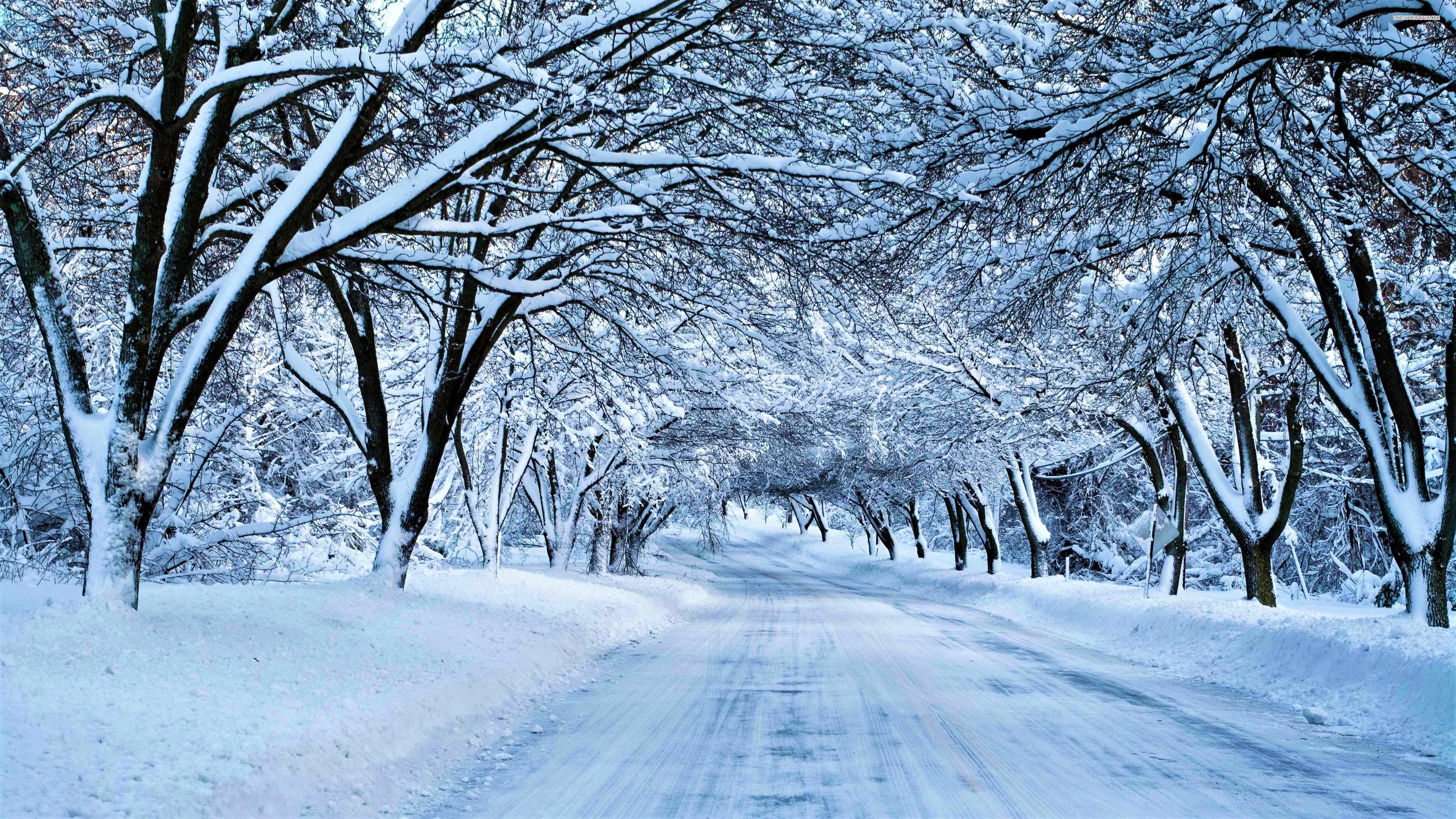 Canopy Road Snow Tree Winter wallpaperx2160