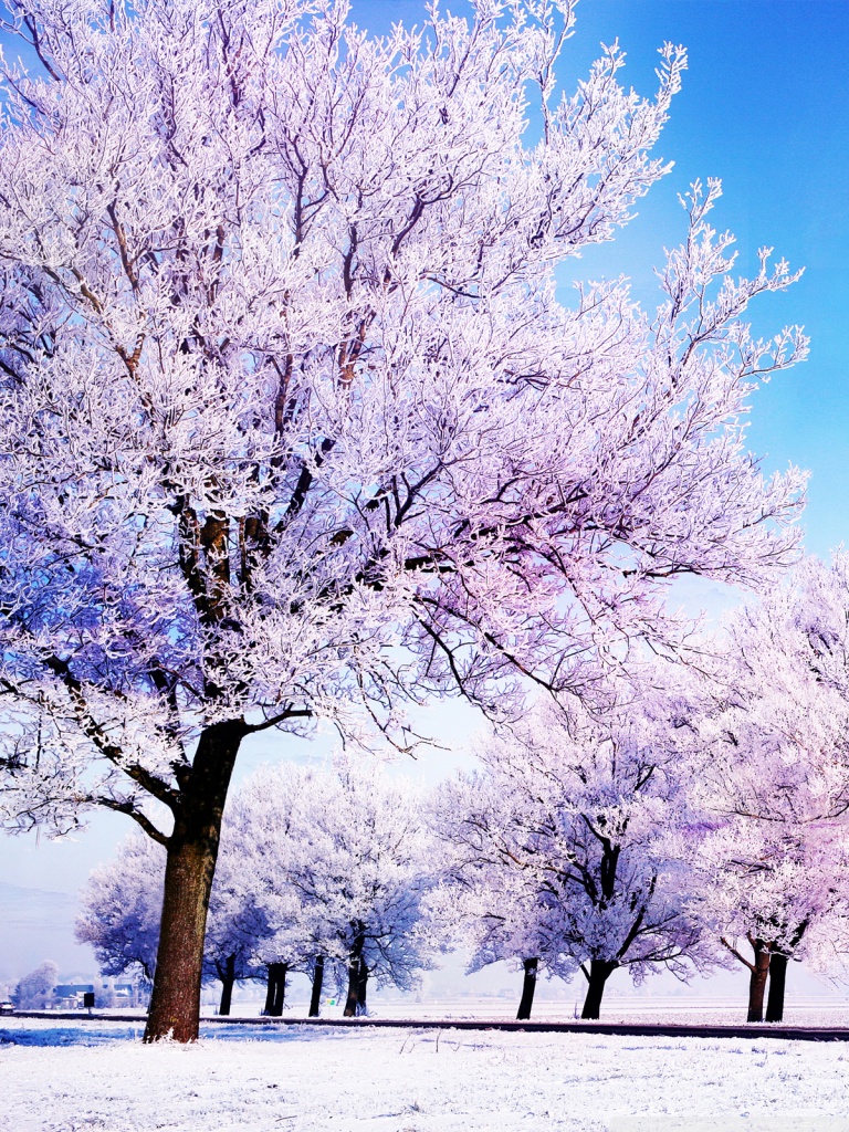 Winter Background Ultra HD Desktop Background Wallpaper for 4K UHD TV, Multi Display, Dual Monitor, Tablet