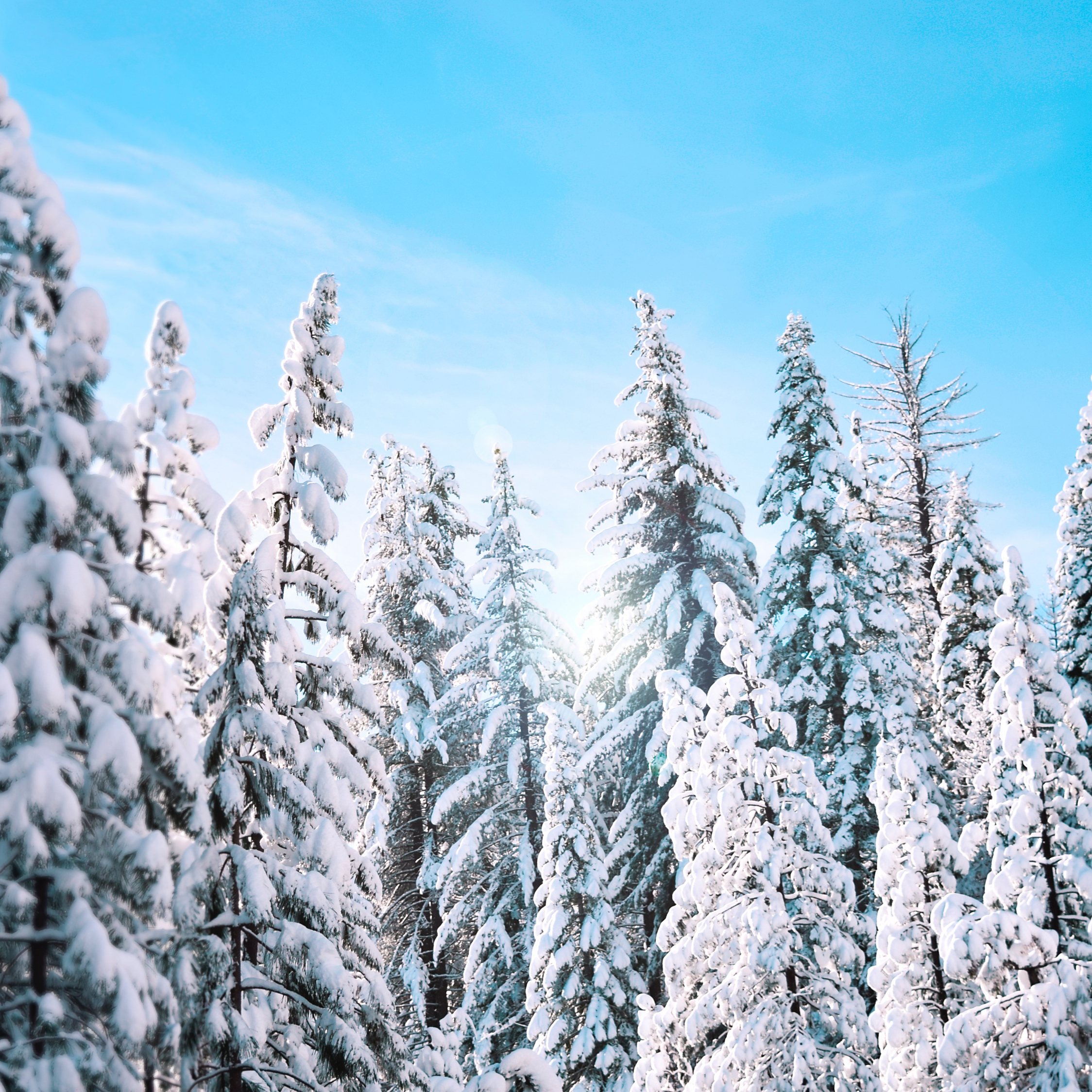 Download wallpaper 2248x2248 yosemite, national park, frozen trees, snow, winter, ipad air, ipad air 2, ipad 3, ipad 4, ipad mini 2, ipad mini 3, 2248x2248 HD background, 529