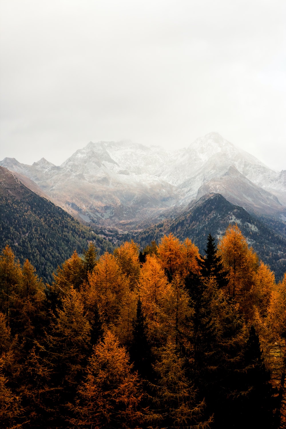 bare tress and mountain photo