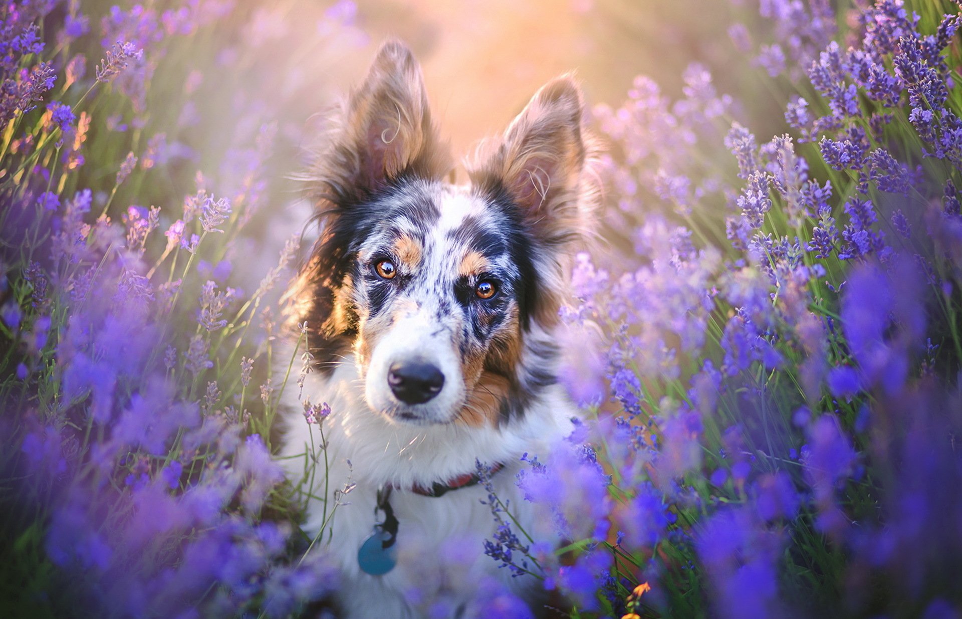 Dogs And Flowers Wallpapers Wallpaper Cave