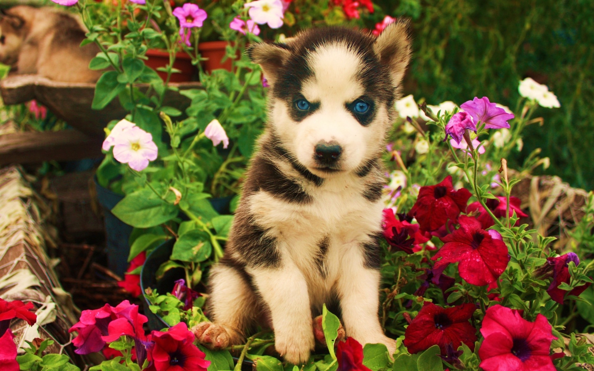 eyes, Animals, Dogs, Puppy, Blue, Flowers, Babies, Cute Wallpaper HD / Desktop and Mobile Background