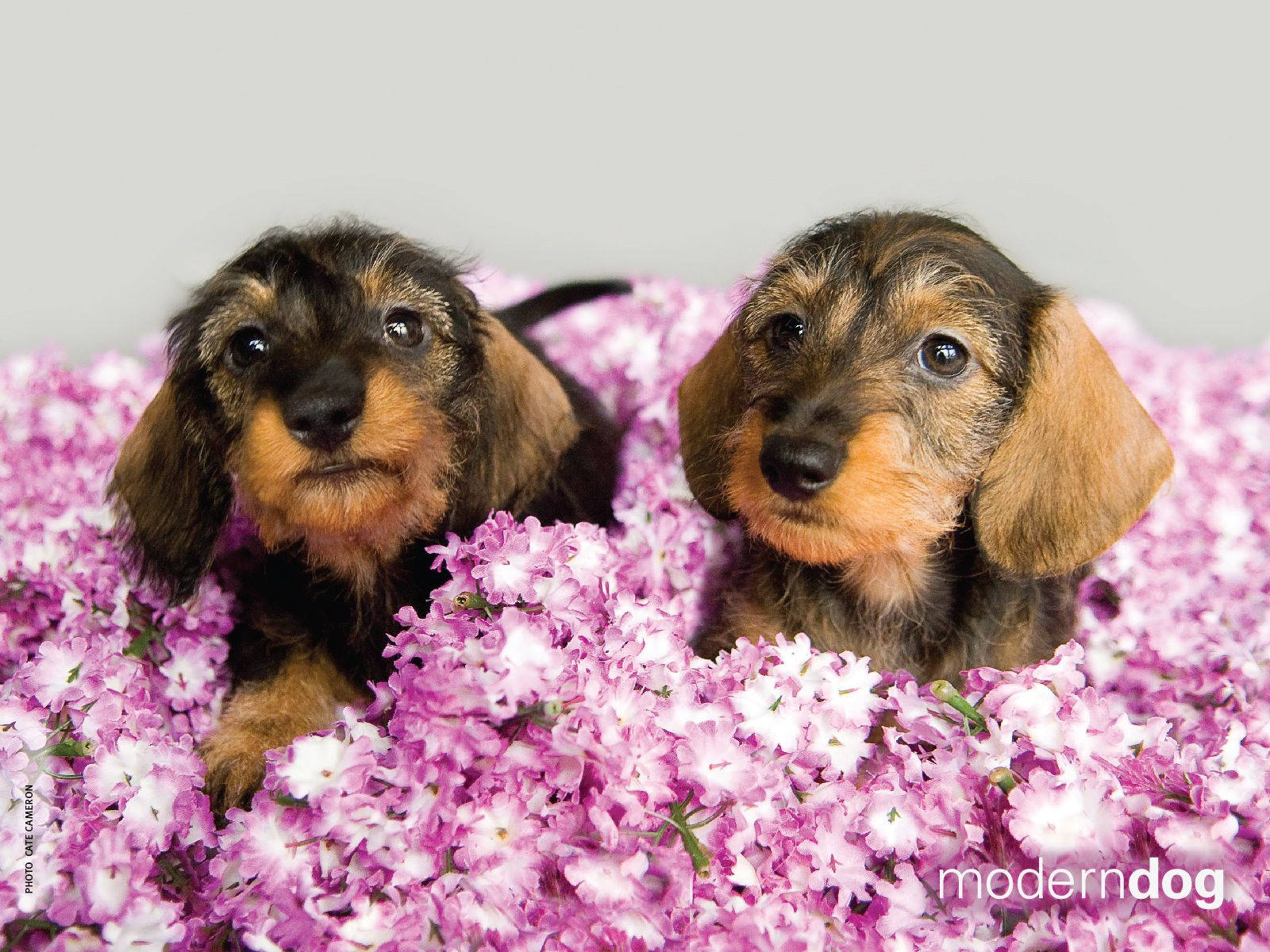 Dogs And Flowers Wallpapers - Wallpaper Cave