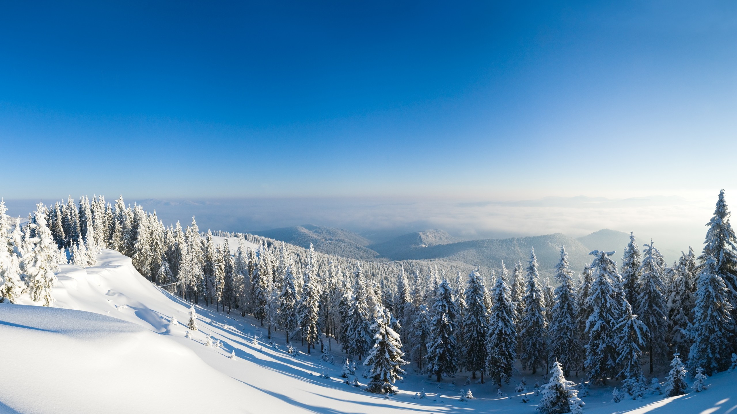 Wallpaper Winter Forest, 5k, 4k Wallpaper, Mountain, Sun, Snow, Fir Trees, Nature