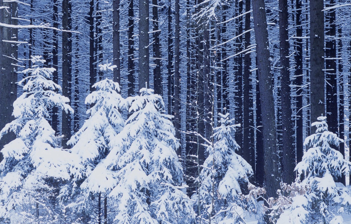 Wallpaper winter, forest, snow, new year image for desktop, section природа