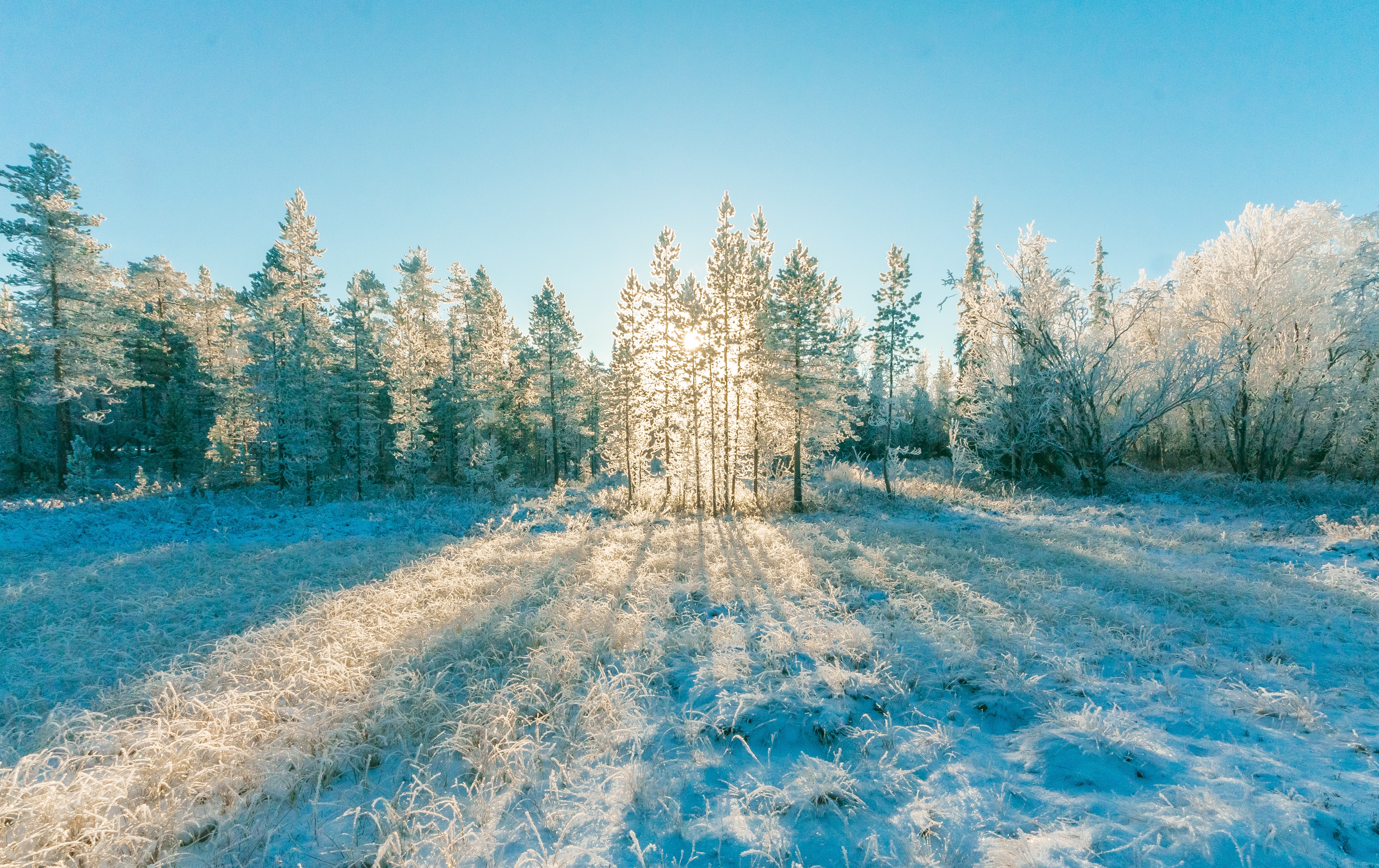 Winter Forest Photo, Download Free Winter Forest & HD Image