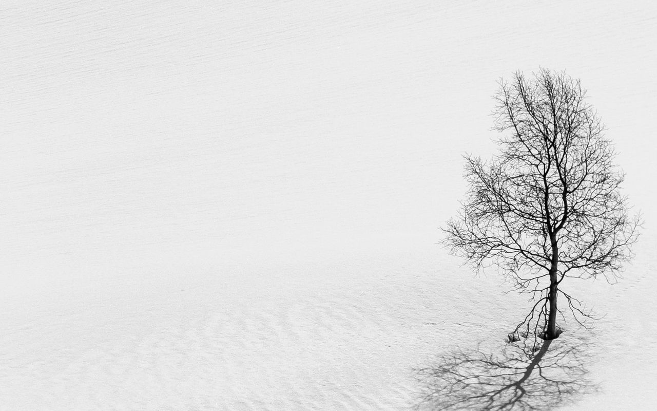 Download wallpaper 1280x800 tree, snow, minimalism, bw, winter widescreen 16:10 HD background