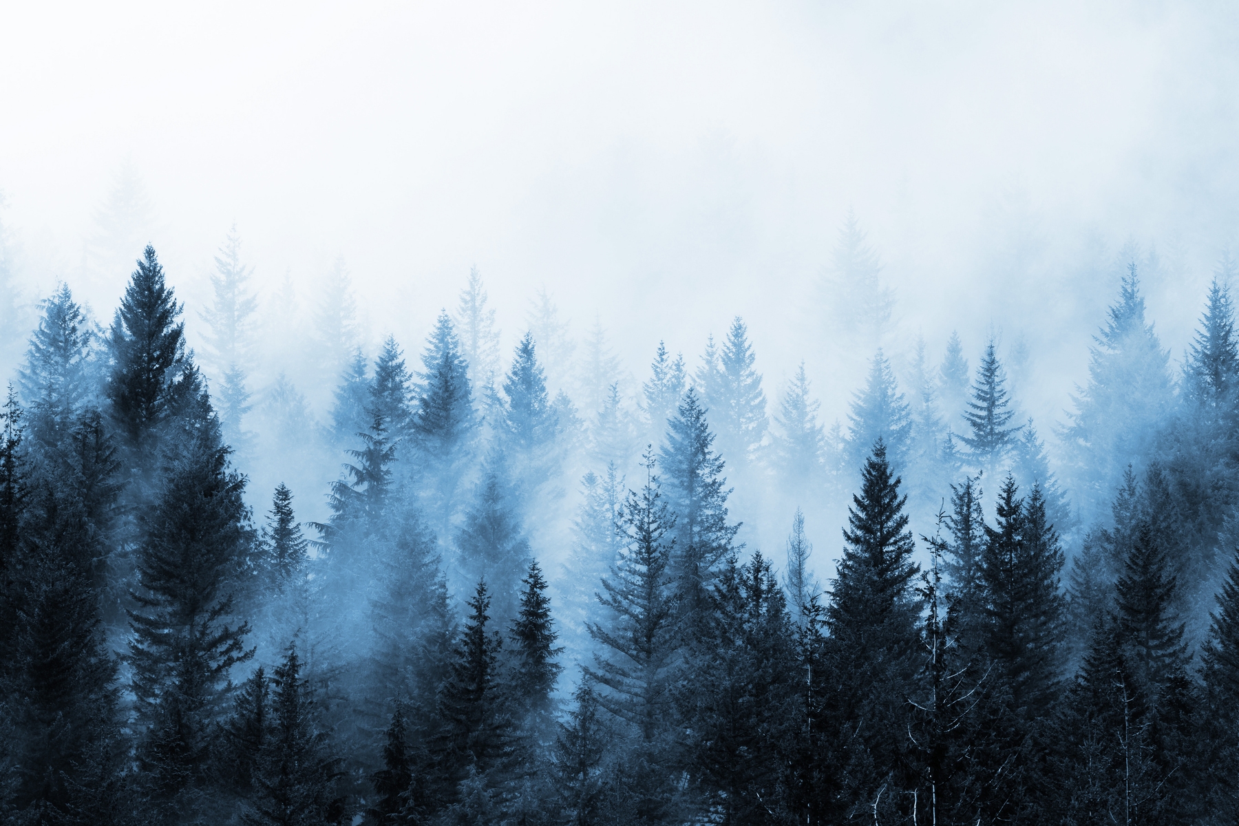 Misty Winter Forest wallpaper
