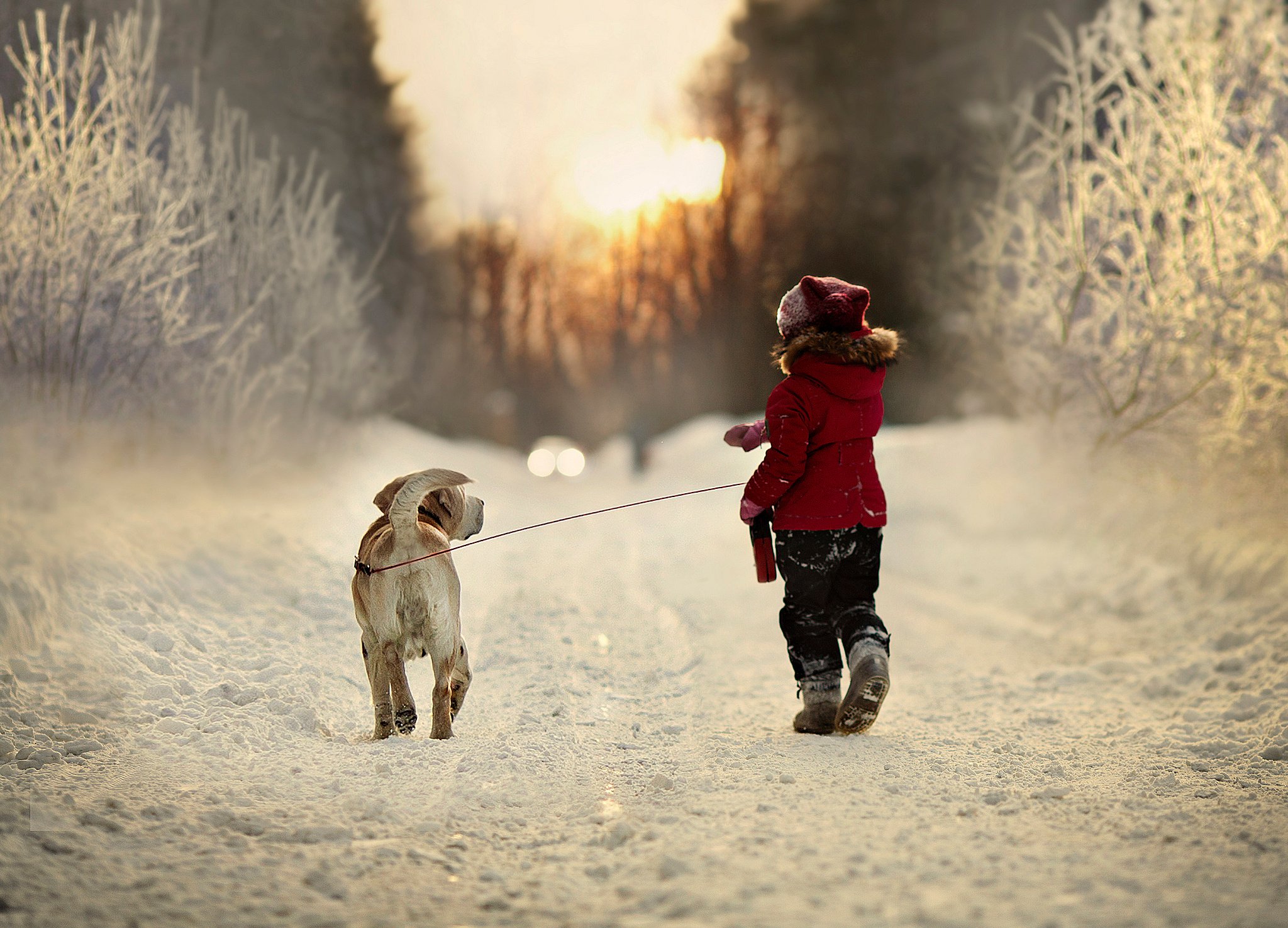winter, Road, Snow, Nature, Child, Dog Wallpaper HD / Desktop and Mobile Background