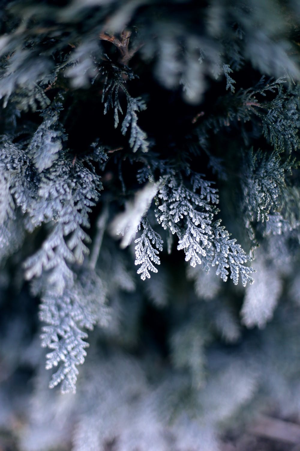 Winter Night iPhone Wallpaper | 冬の景色, 風景, 冬の夜