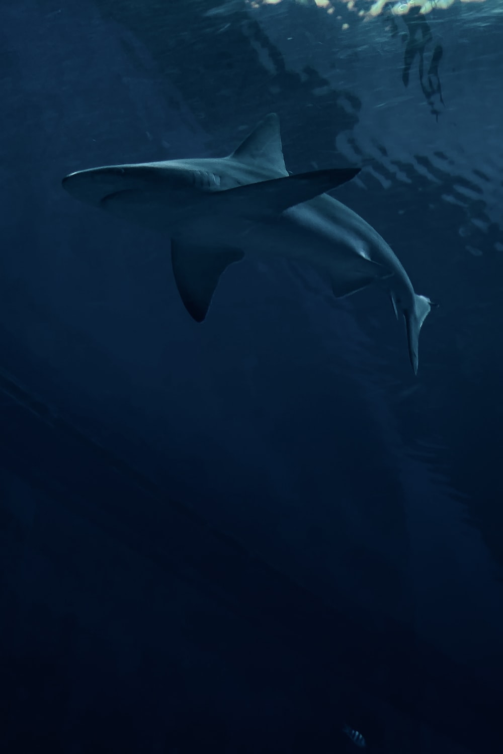 Shark Wallpaper: Free HD Download [HQ]